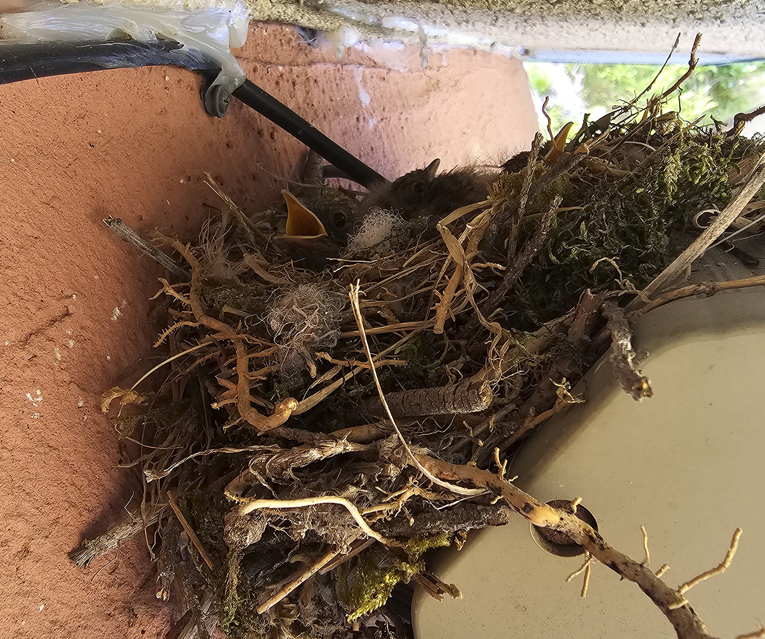 PHOTO BY  | Galaxy S23 Ultra | 2024:07:06 14:20:27 | ISO-80 | 1/120 sec | f 2.2 | 2.2 mm | EV=0 | ● WIDTH:1500 pixels  HEIGHT:1253 pixels