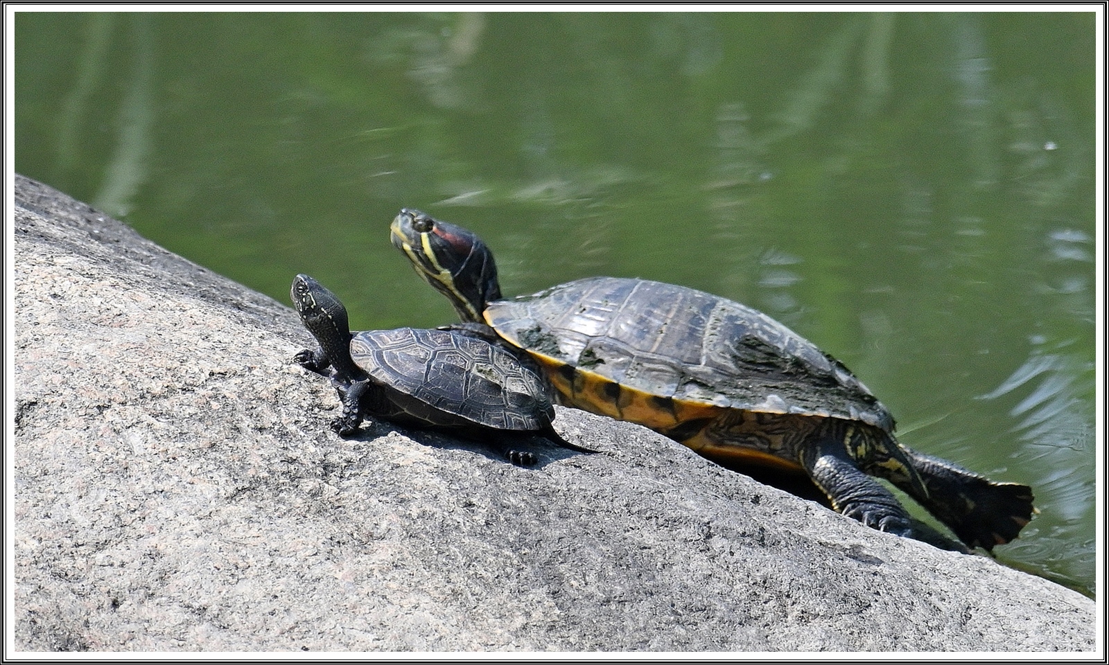 PHOTO BY  | NIKON Z 7_2 | 2024:07:11 23:37:17 | ISO-500 | 1/3200 sec | f 5.6 | 500 mm | EV=-0.3 | ● WIDTH:5408 pixels  HEIGHT:3600 pixels