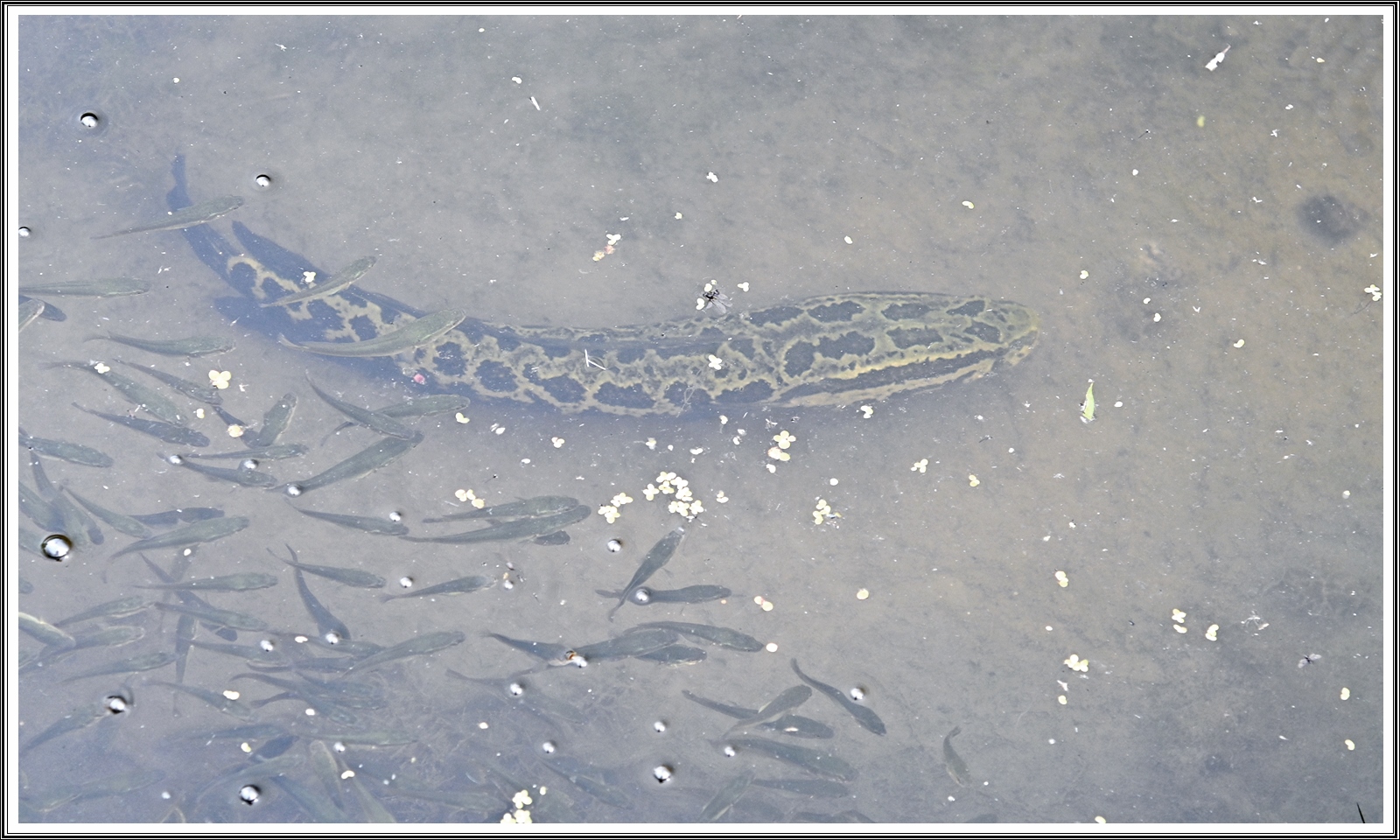 PHOTO BY  | NIKON Z 7_2 | 2024:07:11 21:33:42 | ISO-400 | 1/320 sec | f 4.5 | 60 mm | EV=0.3 | ● WIDTH:5408 pixels  HEIGHT:3600 pixels