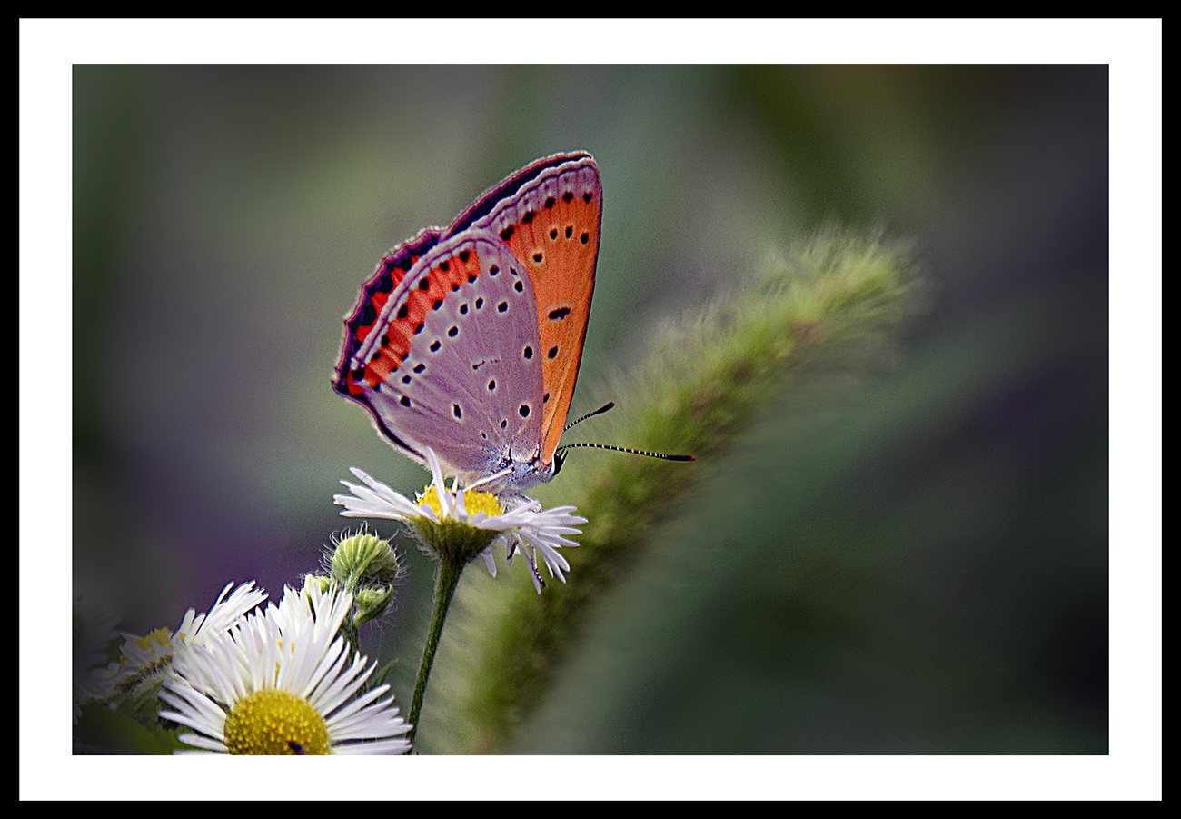 PHOTO BY  | ILCE-6500 | 2024:07:11 11:26:21 | ISO-400 | 1/125 sec | f 11 | 200 mm | EV=-0.5 | ● WIDTH:1300 pixels  HEIGHT:901 pixels