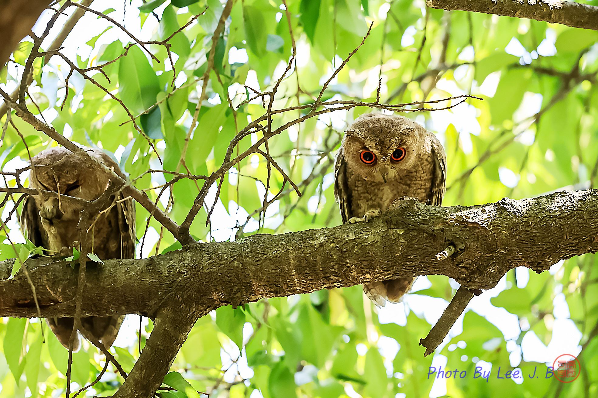 PHOTO BY  | Canon EOS R3 | 2024:06:19 11:20:57 | ISO-4000 | 1/2000 sec | f 4 | 600 mm | EV=-0.7 | ● WIDTH:1968 pixels  HEIGHT:1310 pixels