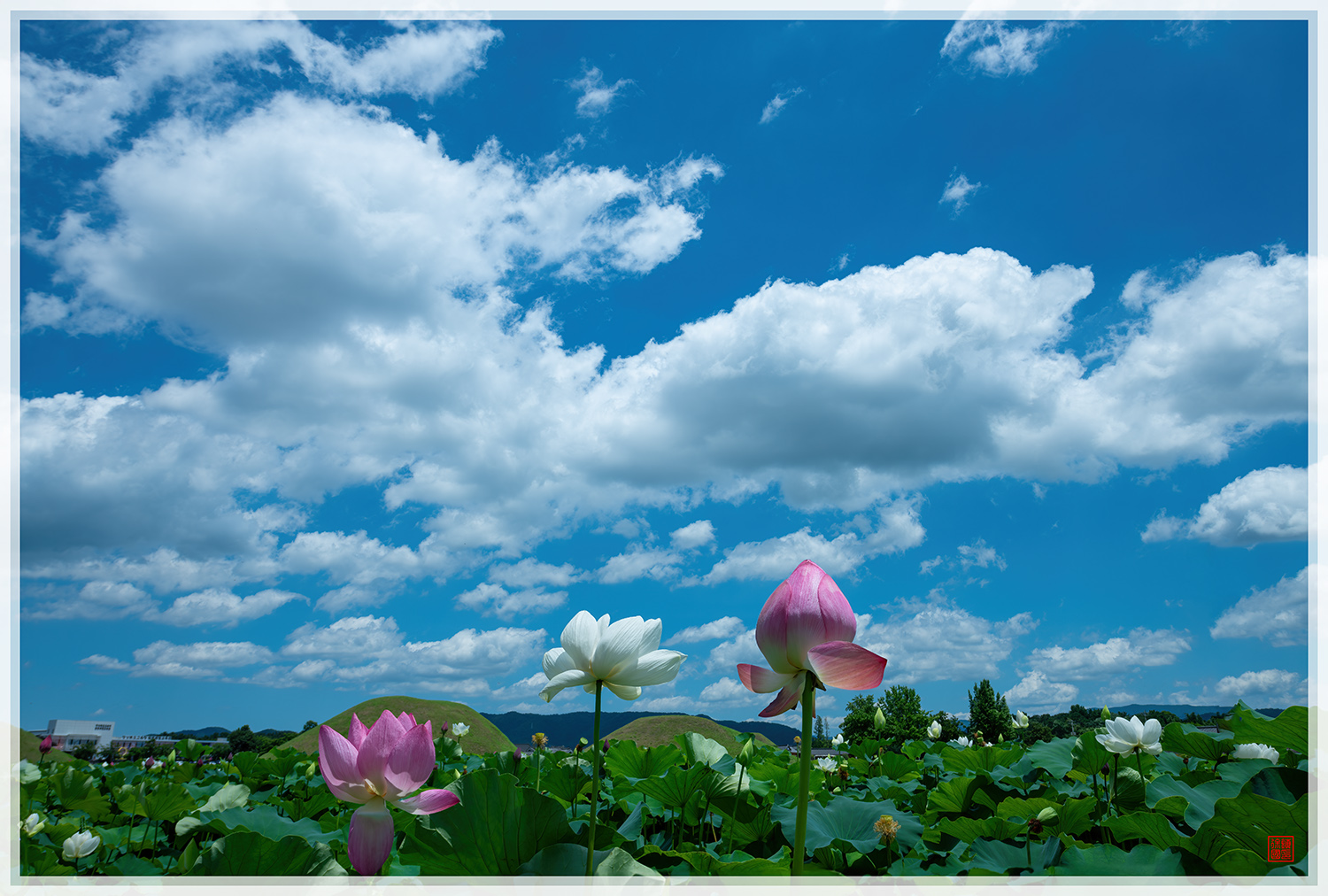 PHOTO BY  | NIKON D850 | 2024:07:05 12:10:56 | ISO-100 | 1/200 sec | f 14 | 24 mm | EV=0.7 | ● WIDTH:1500 pixels  HEIGHT:1012 pixels