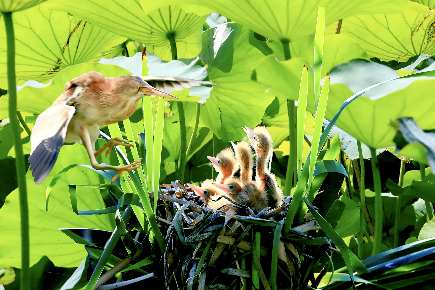 PHOTO BY ChoiJunqSeop | Canon EOS-1D X Mark II | 2024:07:09 14:46:06 | ISO-800 | 1/800 sec | f 6.3 | 300 mm | EV=0 | ● WIDTH:1800 pixels  HEIGHT:1200 pixels