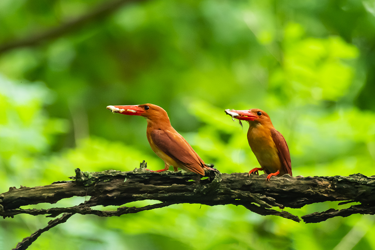 PHOTO BY  | NIKON D5 | 2024:07:11 11:10:18 | ISO-6400 | 1/2000 sec | f 4 | 600 mm | EV=0.3 | ● WIDTH:1200 pixels  HEIGHT:800 pixels