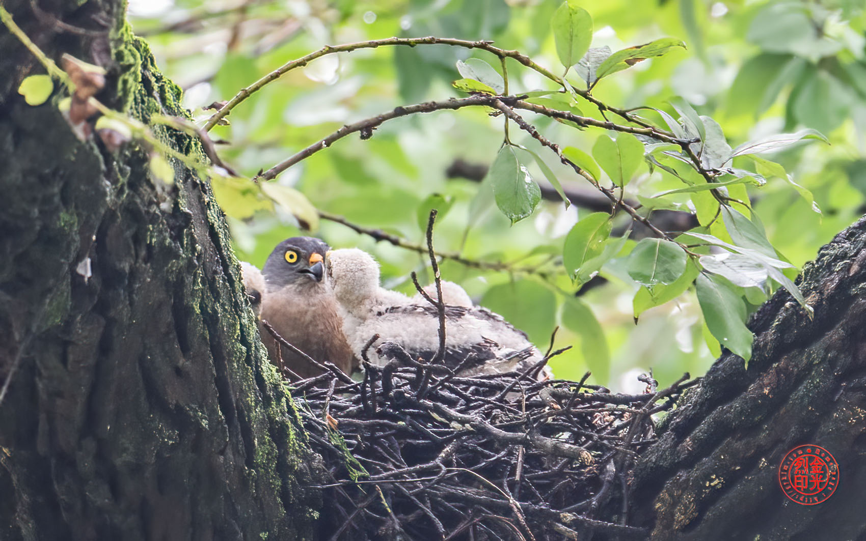 PHOTO BY KKY_CWANG_YEOL | NIKON Z 8 | 2024:07:11 08:46:52 | ISO-1600 | 1/250 sec | f 6.3 | 600 mm | EV=0 | ● WIDTH:1700 pixels  HEIGHT:1063 pixels
