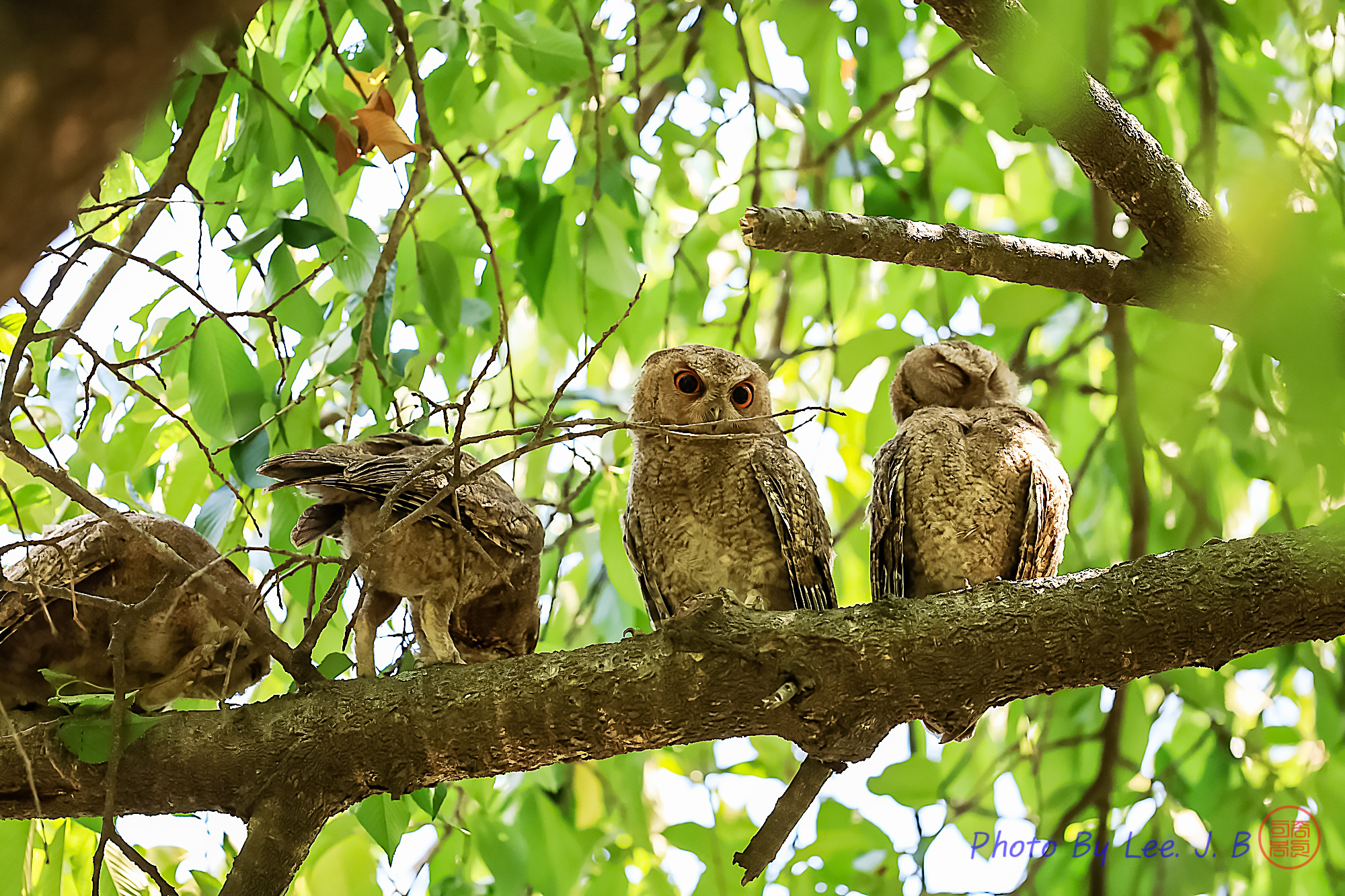 PHOTO BY  | Canon EOS R3 | 2024:06:19 11:32:04 | ISO-2500 | 1/2000 sec | f 4 | 600 mm | EV=-0.7 | ● WIDTH:2000 pixels  HEIGHT:1332 pixels