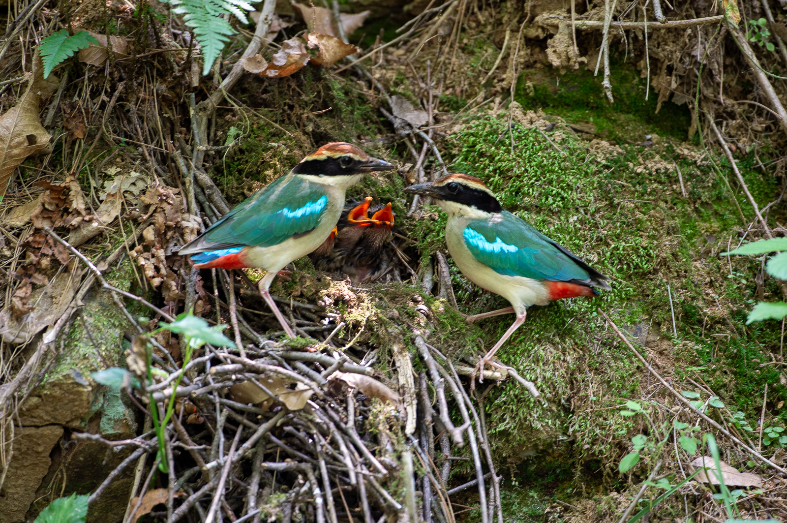 PHOTO BY KDS | NIKON D4S | 2018:06:24 11:37:35 | ISO-1000 | 1/30 sec | f 4 | 500 mm | EV=0 | ● WIDTH:  HEIGHT: