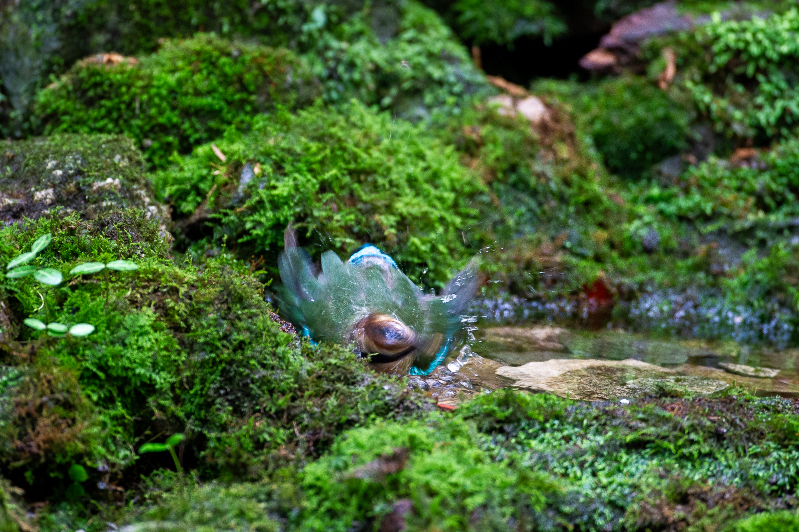 PHOTO BY KDS | NIKON D3S | 2014:06:27 11:47:09 | ISO-2000 | 1/125 sec | f 4 | 500 mm | EV=-0.7 | ● WIDTH:  HEIGHT: