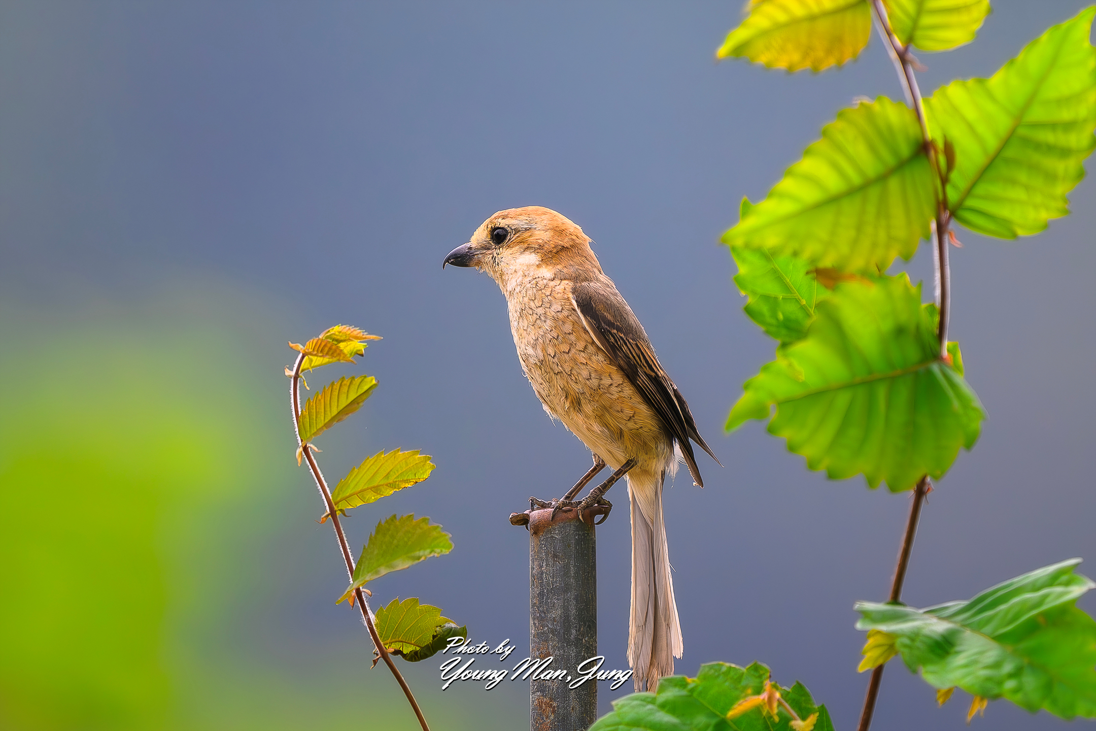   | PHOTO BY : 카파/정영만  |