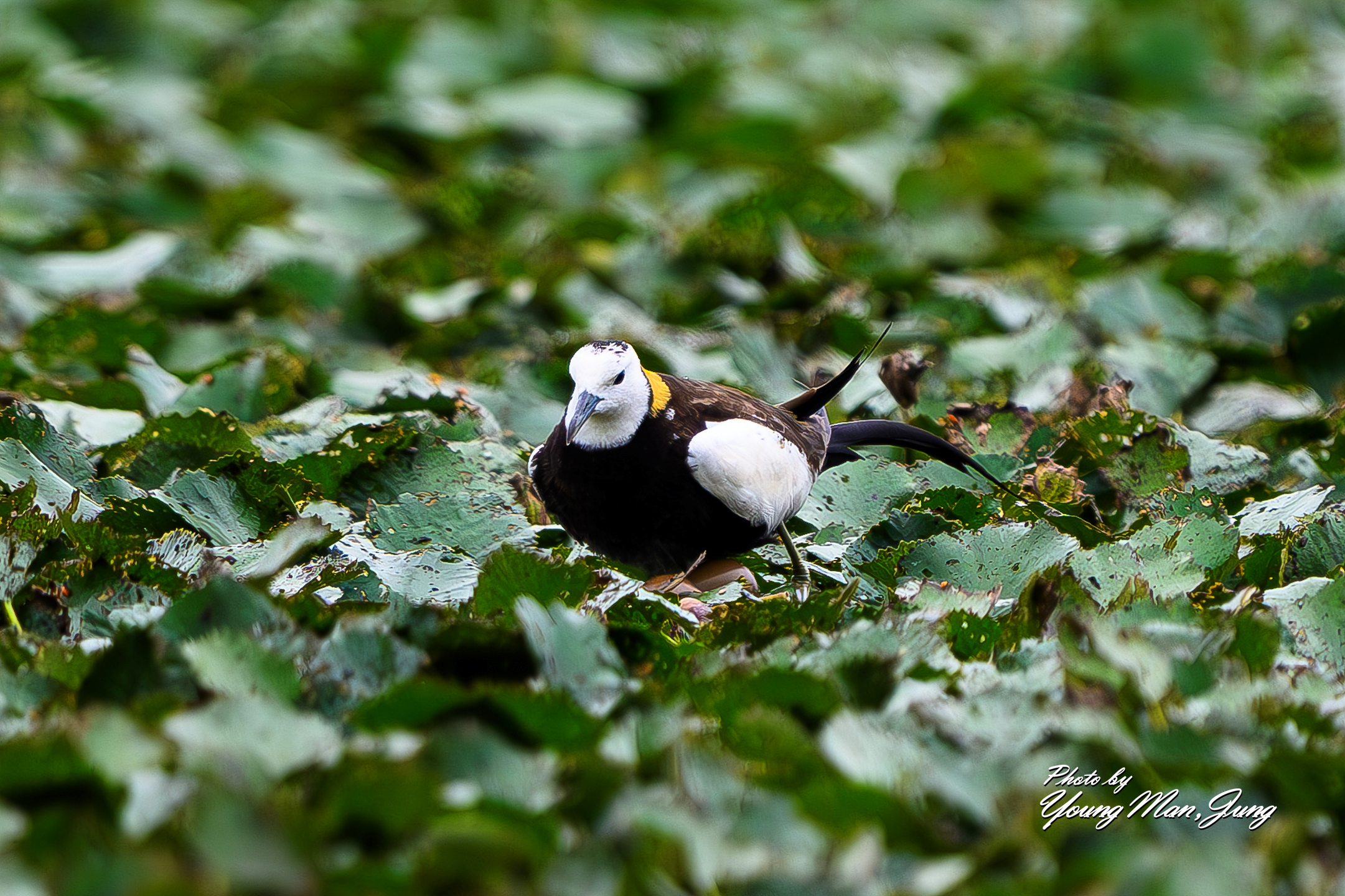   | PHOTO BY : 카파/정영만  |