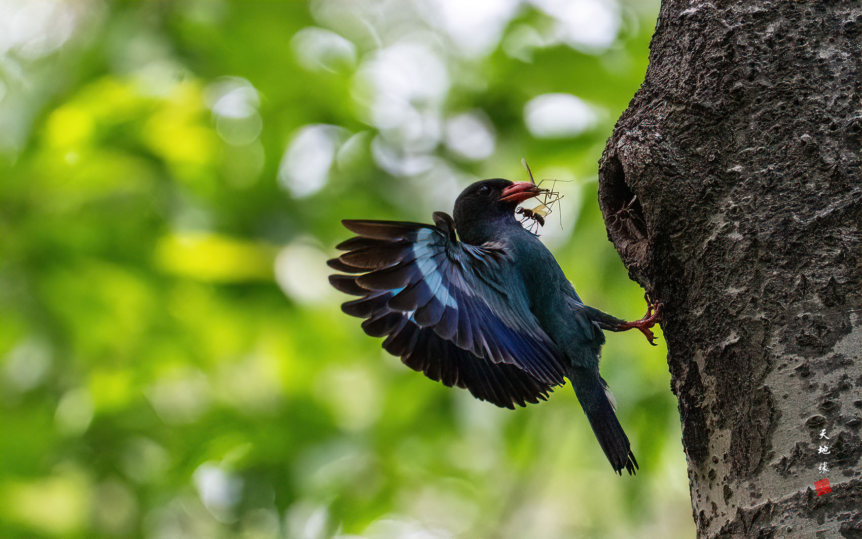PHOTO BY KKY_CWANG_YEOL | NIKON Z 8 | 2024:07:11 14:09:22 | ISO-8000 | 1/6400 sec | f 6.3 | 600 mm | EV=0.7 | ● WIDTH:1700 pixels  HEIGHT:1063 pixels
