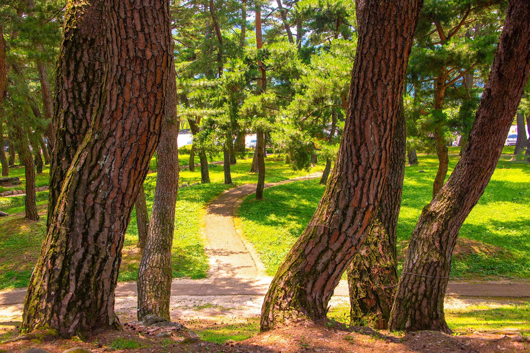 PHOTO BY  | NIKON D850 | 2024:06:29 13:00:51 | ISO-400 | 1/500 sec | f 7.1 | 38 mm | EV=0 | ● WIDTH:1700 pixels  HEIGHT:1133 pixels