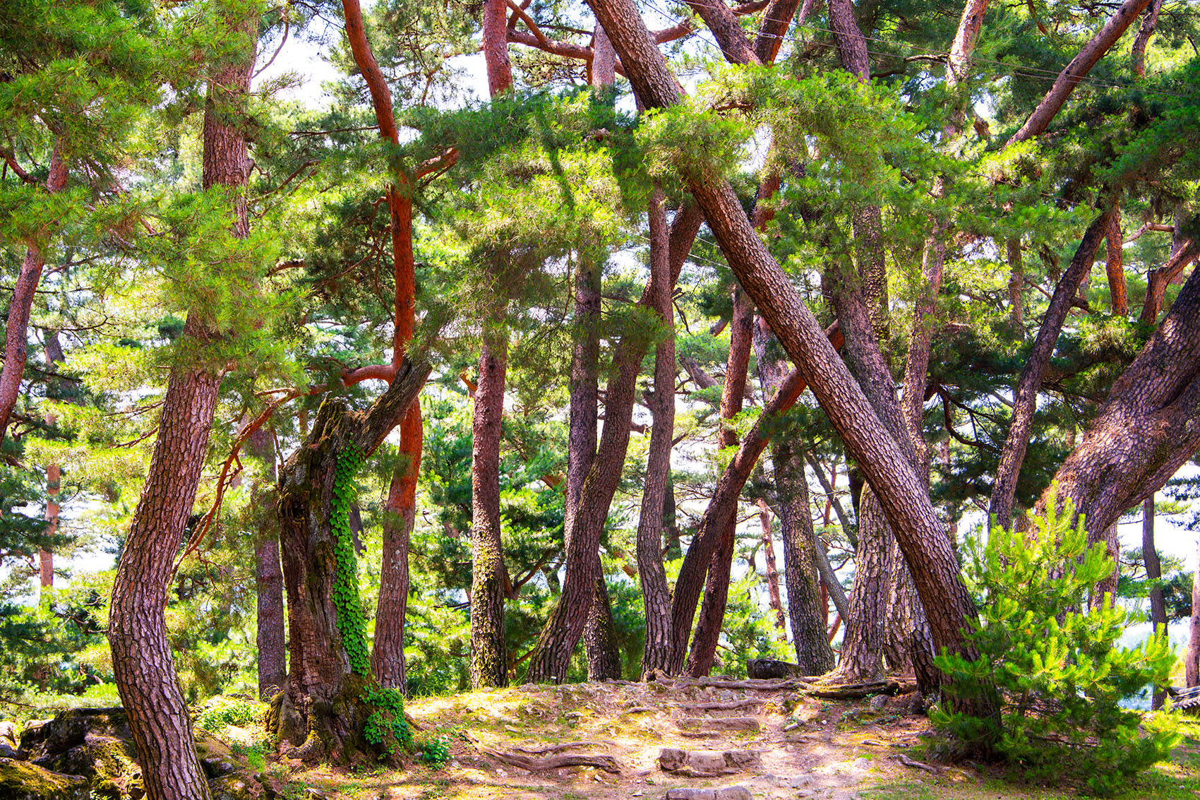 PHOTO BY  | NIKON D850 | 2024:06:29 12:47:07 | ISO-400 | 1/320 sec | f 7.1 | 85 mm | EV=0 | ● WIDTH:1700 pixels  HEIGHT:1133 pixels