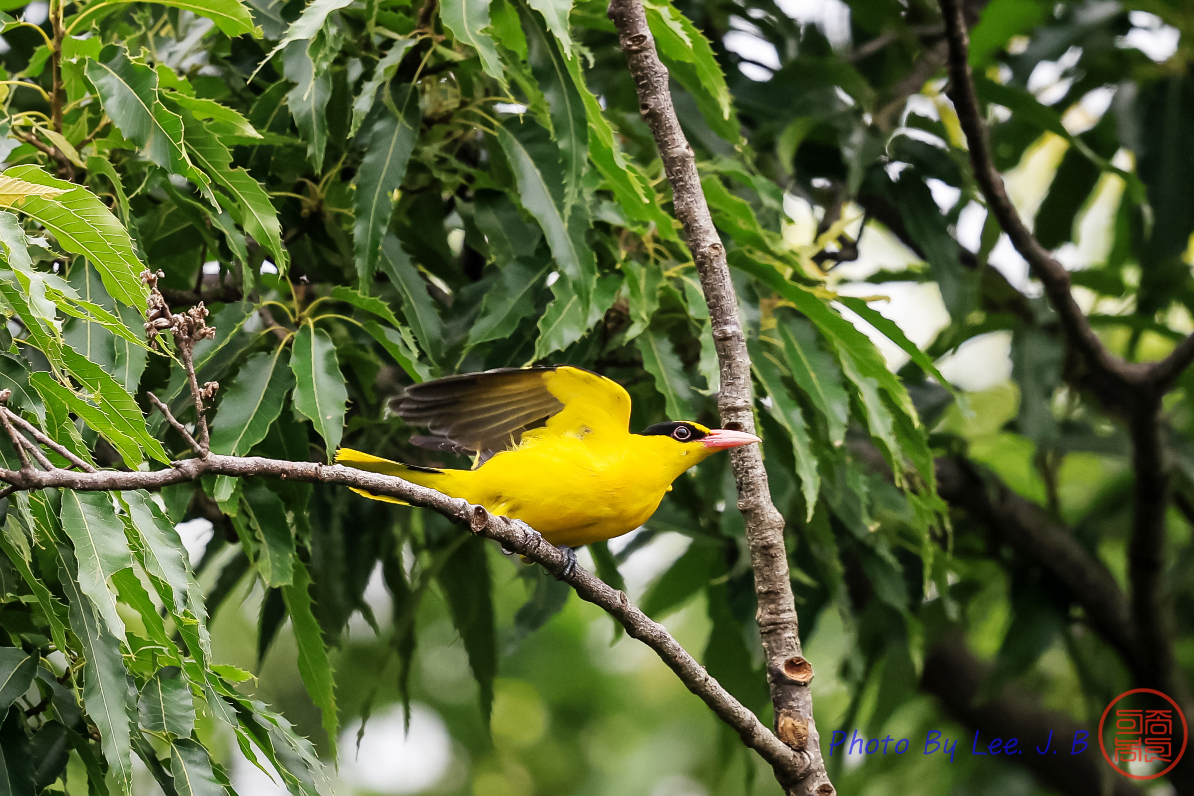 PHOTO BY  | Canon EOS R3 | 2024:06:23 12:01:34 | ISO-1600 | 1/1600 sec | f 5.6 | 840 mm | EV=0 | ● WIDTH:2390 pixels  HEIGHT:1593 pixels