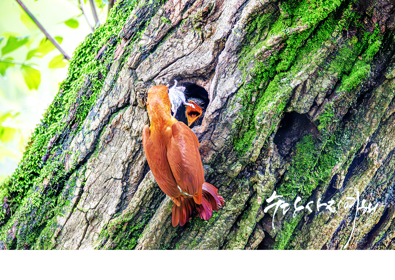 | PHOTO BY : 수당/박상돈  |