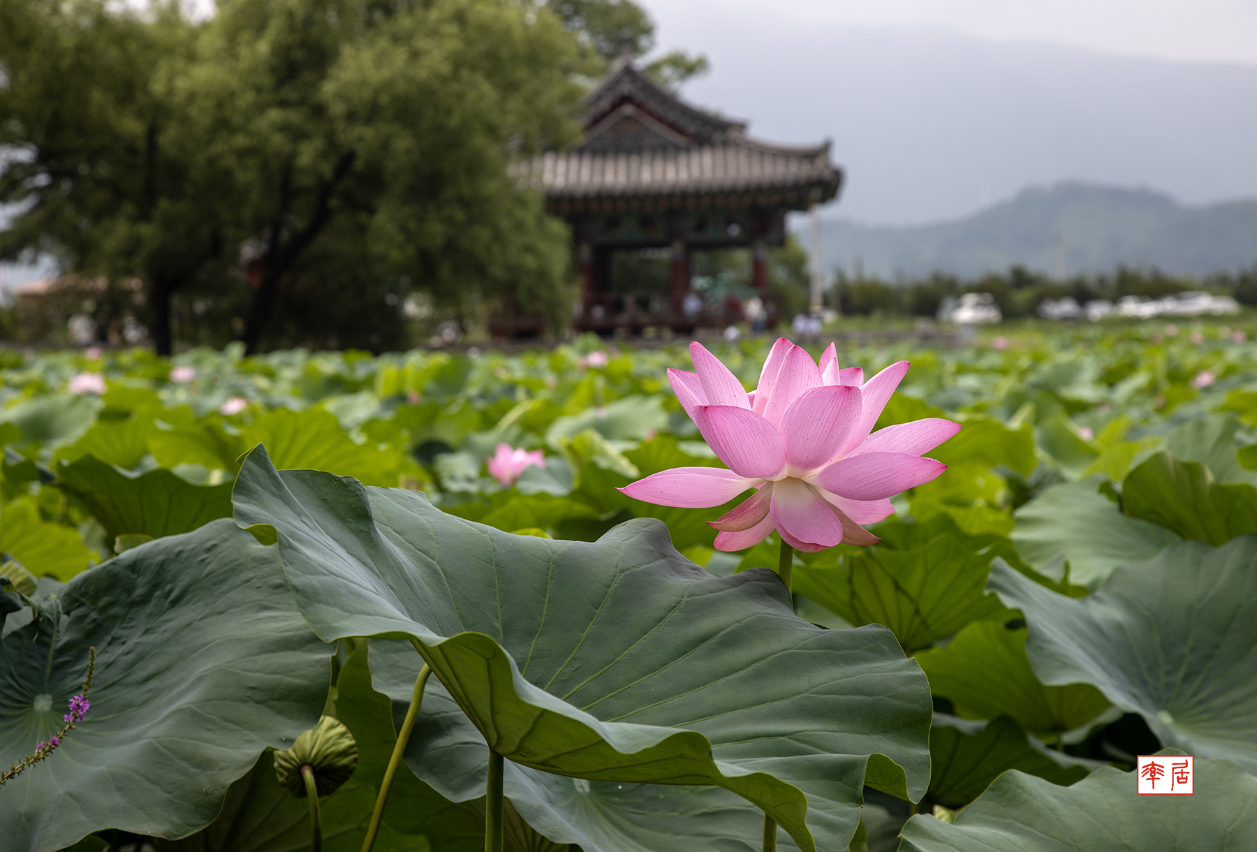 PHOTO BY changickheun | Canon EOS-1D X Mark III | 2024:07:13 10:30:41 | ISO-100 | 1/400 sec | f 7.1 | 85 mm | EV=0 | ● WIDTH:1800 pixels  HEIGHT:1220 pixels