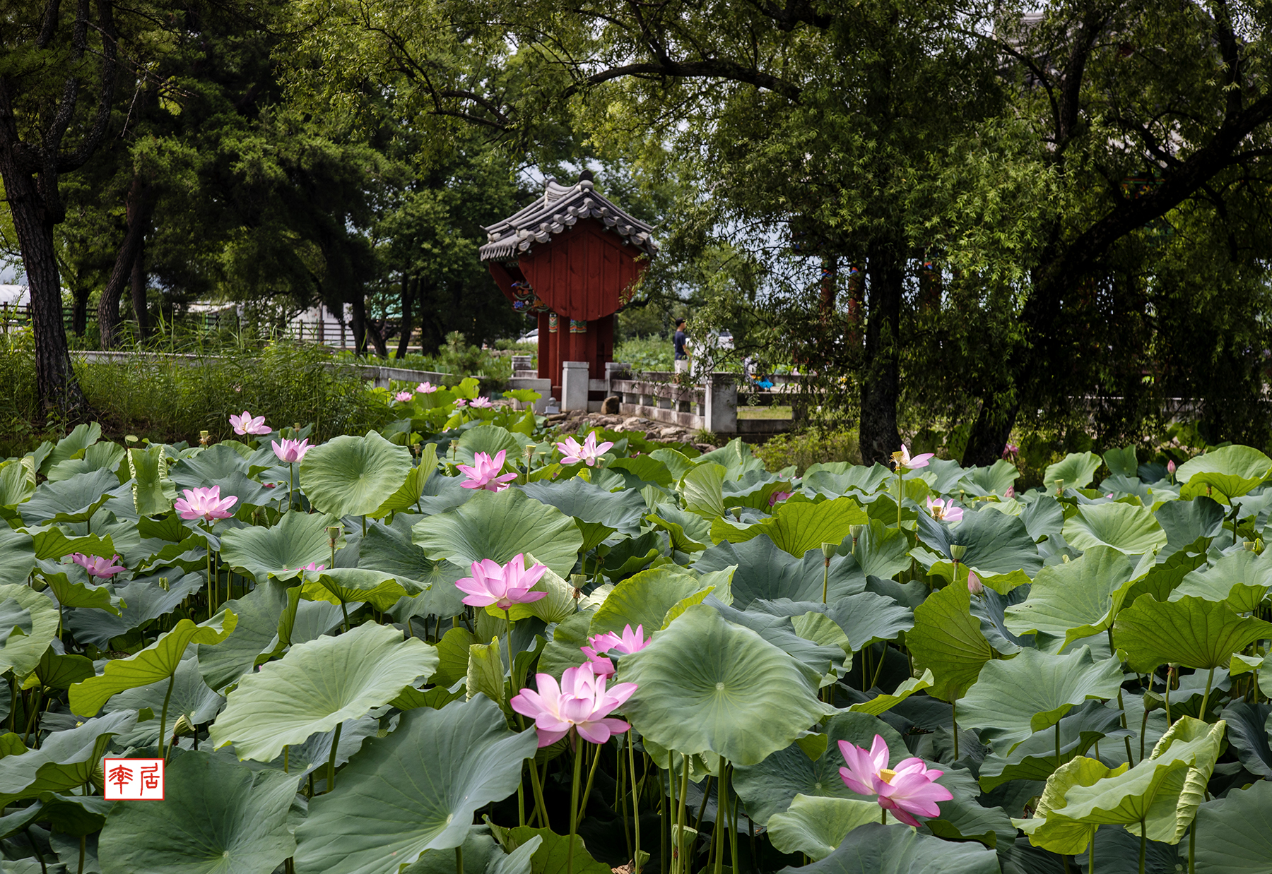 PHOTO BY changickheun | Canon EOS-1D X Mark III | 2024:07:13 10:28:12 | ISO-100 | 1/400 sec | f 7.1 | 70 mm | EV=0 | ● WIDTH:1800 pixels  HEIGHT:1238 pixels