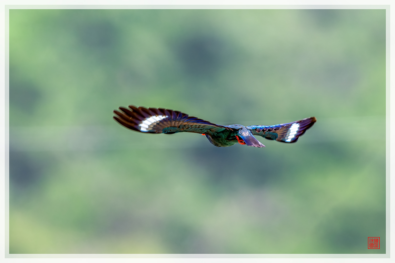 PHOTO BY  | NIKON Z 9 | 2024:07:13 10:55:08 | ISO-1100 | 1/2000 sec | f 5.6 | 600 mm | EV=0.7 | ● WIDTH:1500 pixels  HEIGHT:999 pixels