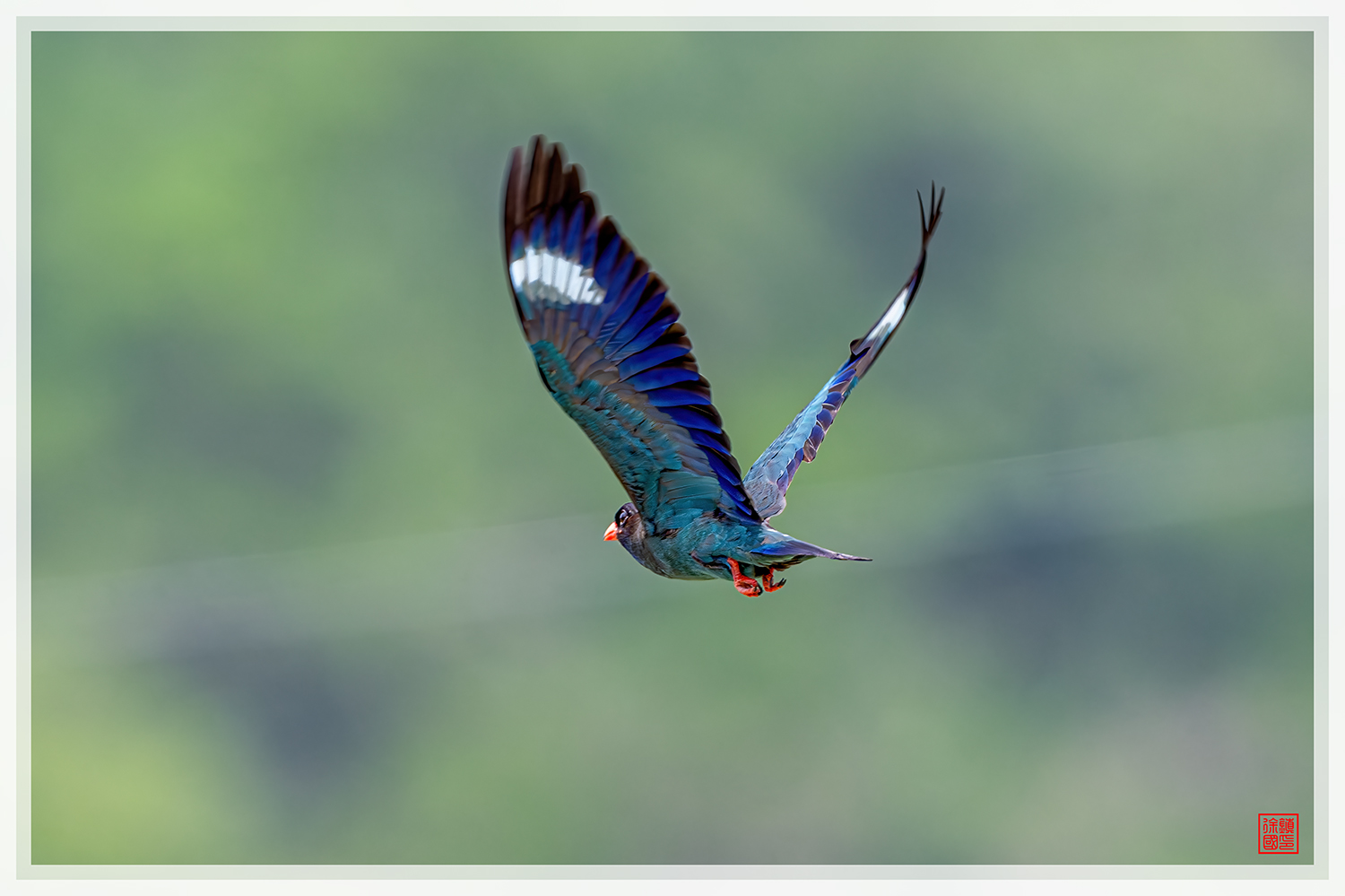 PHOTO BY  | NIKON Z 9 | 2024:07:13 10:55:08 | ISO-1100 | 1/2000 sec | f 5.6 | 600 mm | EV=0.7 | ● WIDTH:1500 pixels  HEIGHT:999 pixels