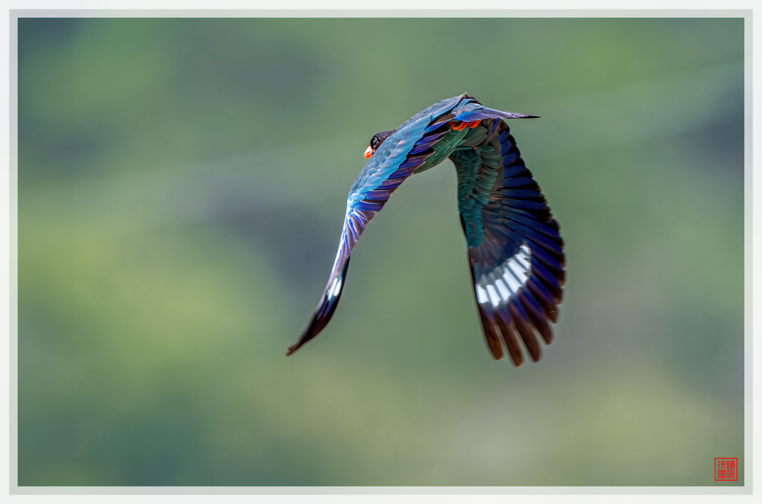 PHOTO BY  | NIKON Z 9 | 2024:07:13 10:55:08 | ISO-1100 | 1/2000 sec | f 5.6 | 600 mm | EV=0.7 | ● WIDTH:1500 pixels  HEIGHT:993 pixels