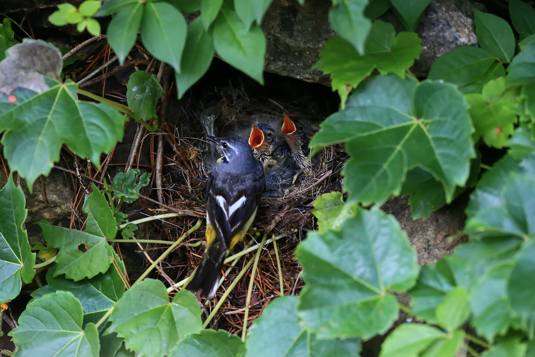 PHOTO BY ChoiJunqSeop | Canon EOS-1D X Mark II | 2024:07:09 14:46:09 | ISO-800 | 1/800 sec | f 6.3 | 300 mm | EV=0 | ● WIDTH:1800 pixels  HEIGHT:1200 pixels