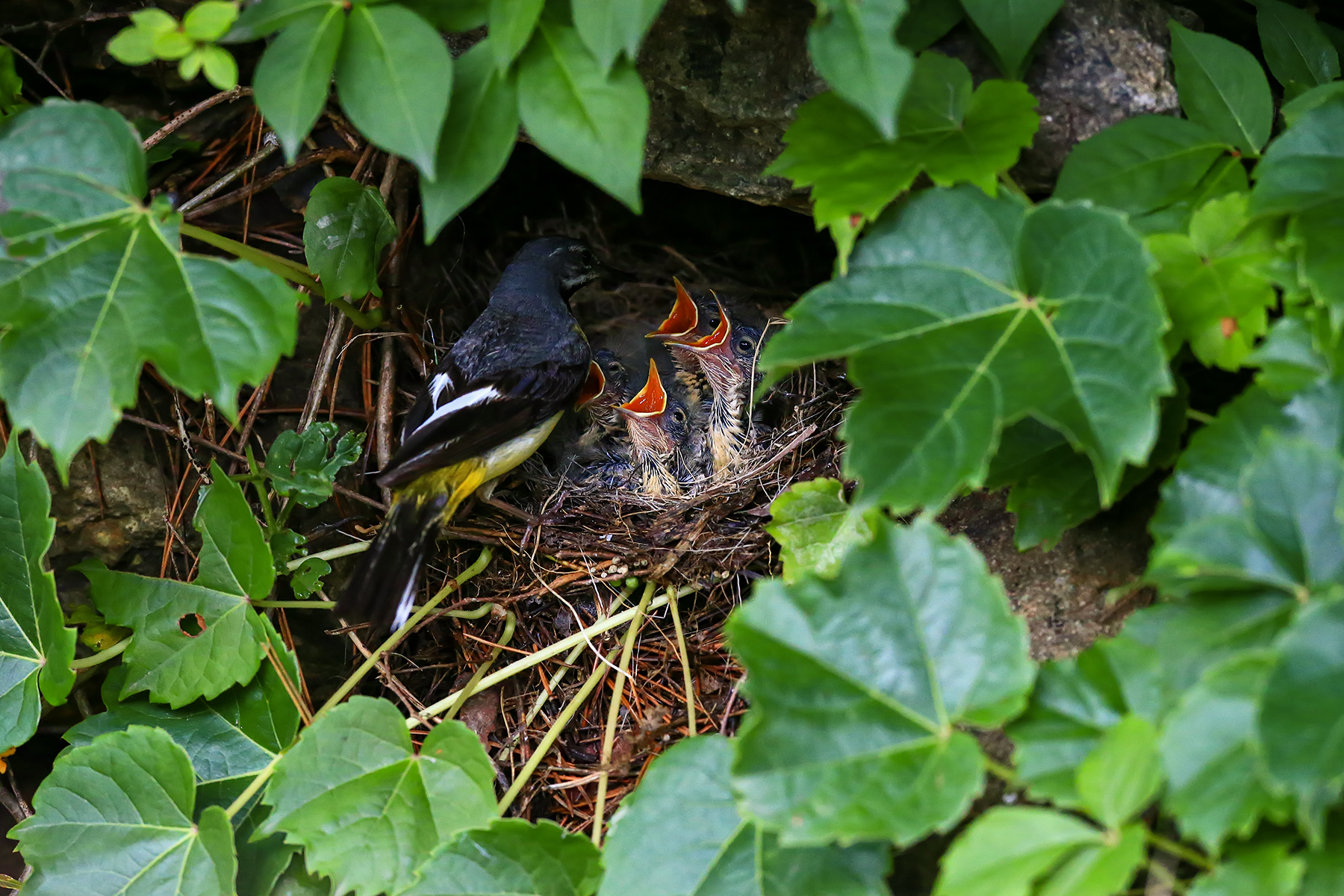 PHOTO BY ChoiJunqSeop | Canon EOS-1D X Mark II | 2024:07:09 14:46:09 | ISO-800 | 1/800 sec | f 6.3 | 300 mm | EV=0 | ● WIDTH:1800 pixels  HEIGHT:1200 pixels