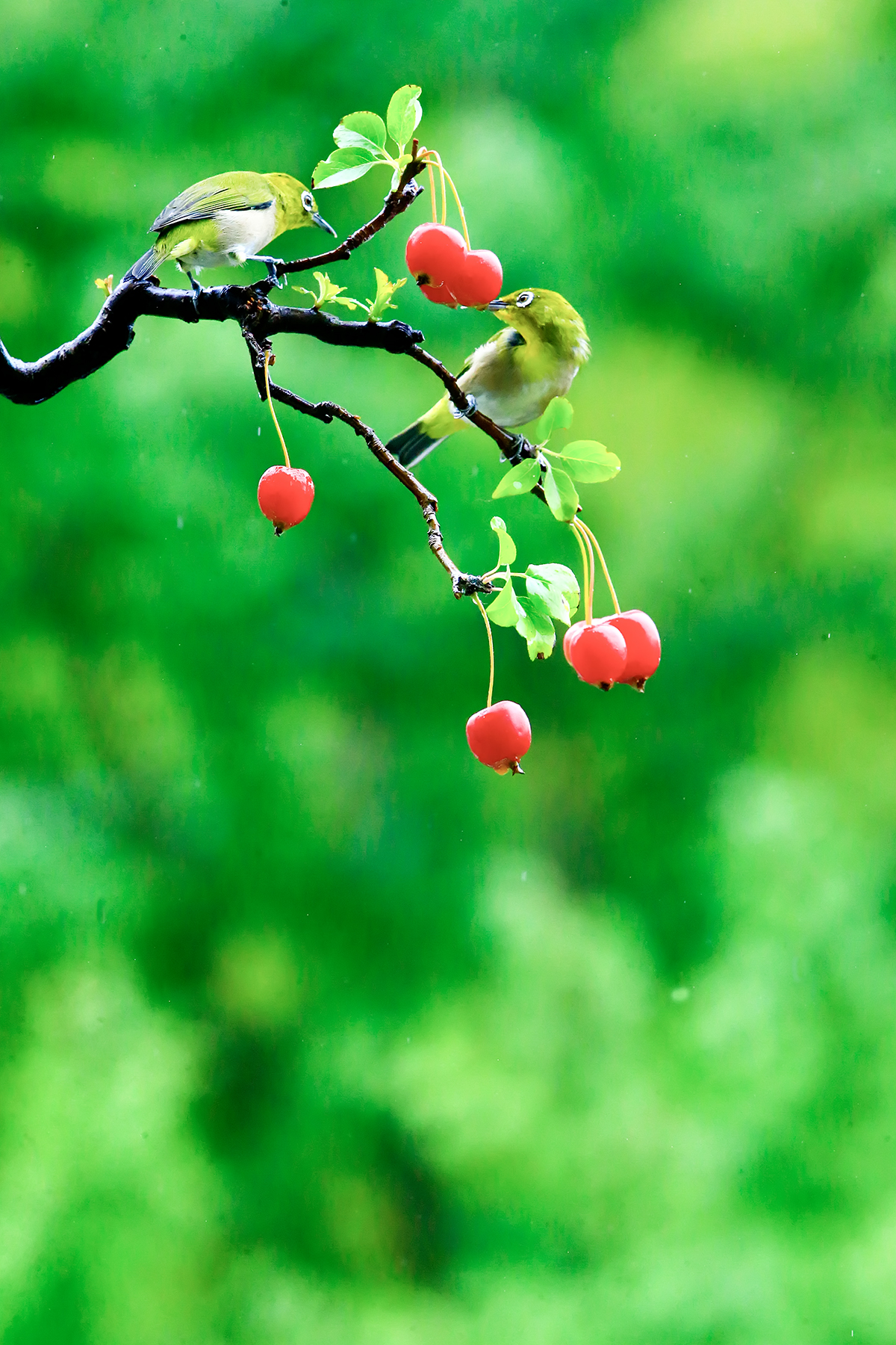 PHOTO BY ChoiJunqSeop | Canon EOS-1D X Mark II | 2024:07:09 14:46:30 | ISO-800 | 1/800 sec | f 6.3 | 300 mm | EV=0 | ● WIDTH:1200 pixels  HEIGHT:1800 pixels