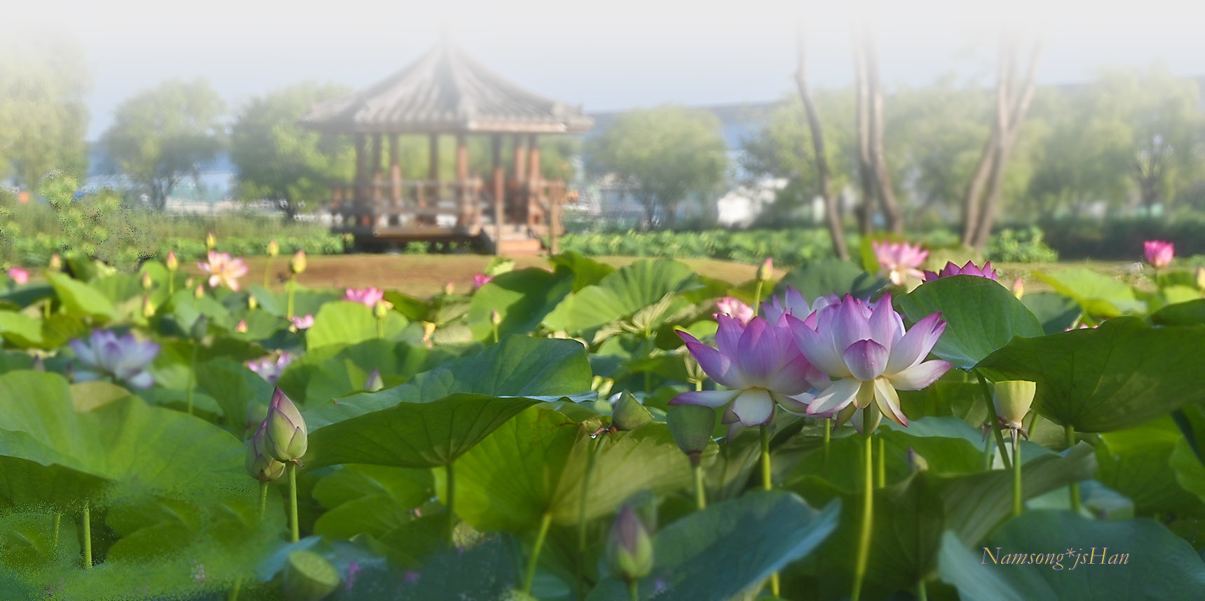 PHOTO BY HAN_JONGSOO | NIKON Z fc | 2024:06:28 07:00:16 | ISO-125 | 1/500 sec | f 6.3 | 60 mm | EV=-0.7 | ● WIDTH:1719 pixels  HEIGHT:858 pixels