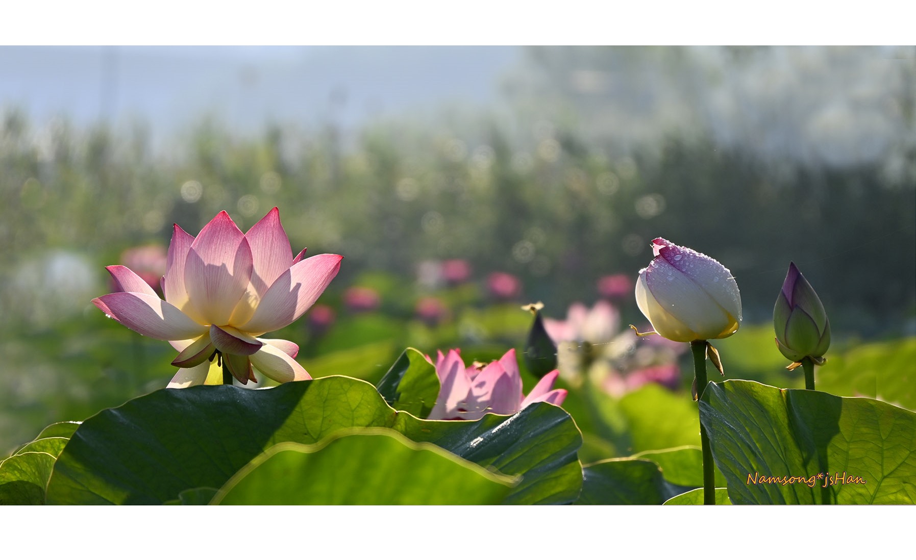 PHOTO BY HAN_JONGSOO | NIKON Z fc | 2024:06:28 06:40:00 | ISO-100 | 1/500 sec | f 6.3 | 140 mm | EV=-0.7 | ● WIDTH:1795 pixels  HEIGHT:902 pixels