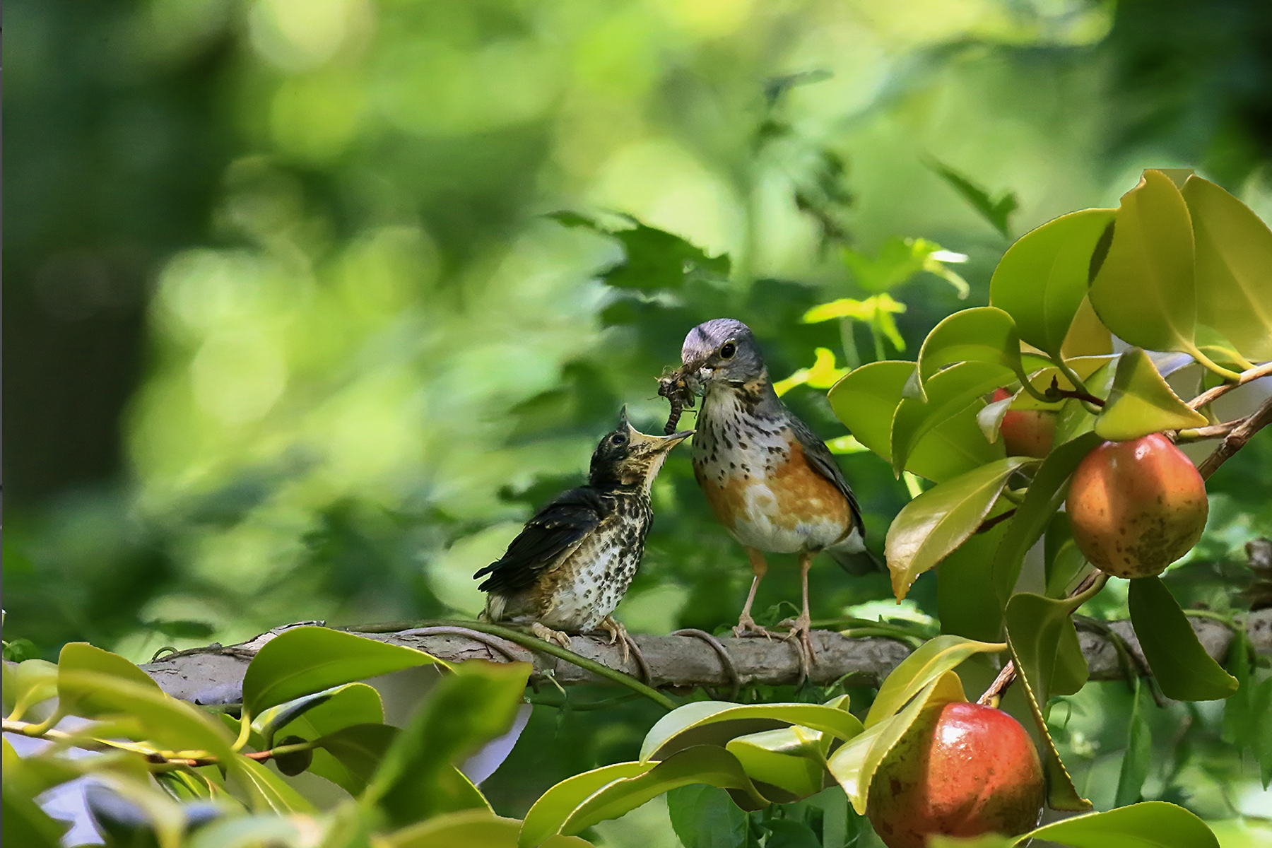 PHOTO BY ChoiJunqSeop | Canon EOS-1D X Mark II | 2024:07:09 14:46:06 | ISO-800 | 1/800 sec | f 6.3 | 300 mm | EV=0 | ● WIDTH:1800 pixels  HEIGHT:1200 pixels