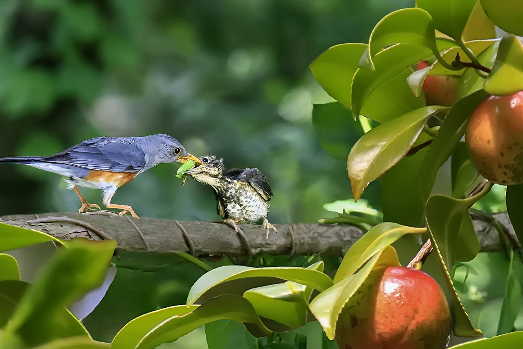 PHOTO BY ChoiJunqSeop | Canon EOS-1D X Mark II | 2024:07:09 14:46:06 | ISO-800 | 1/800 sec | f 6.3 | 300 mm | EV=0 | ● WIDTH:1800 pixels  HEIGHT:1200 pixels