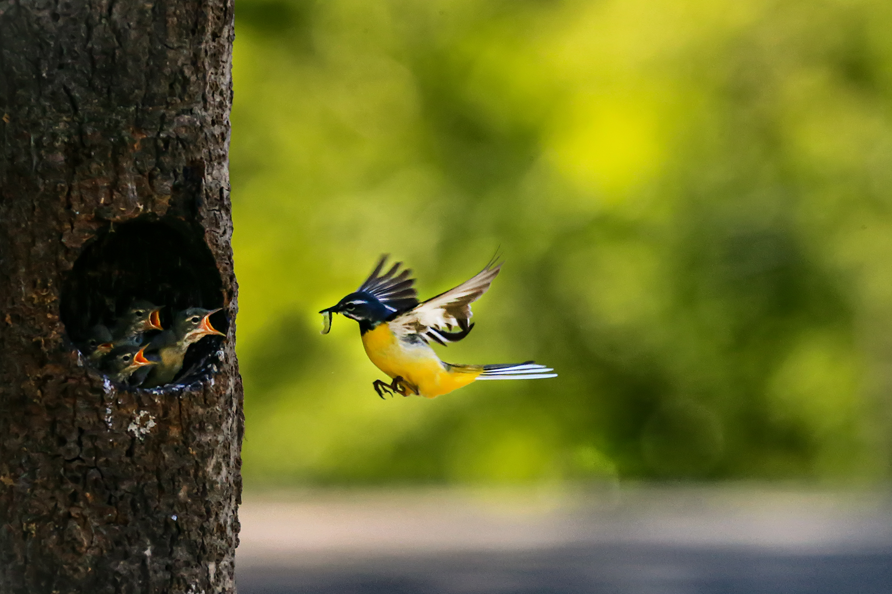 PHOTO BY ChoiJunqSeop | Canon EOS-1D X Mark II | 2024:07:09 14:46:09 | ISO-800 | 1/800 sec | f 6.3 | 300 mm | EV=0 | ● WIDTH:1800 pixels  HEIGHT:1200 pixels