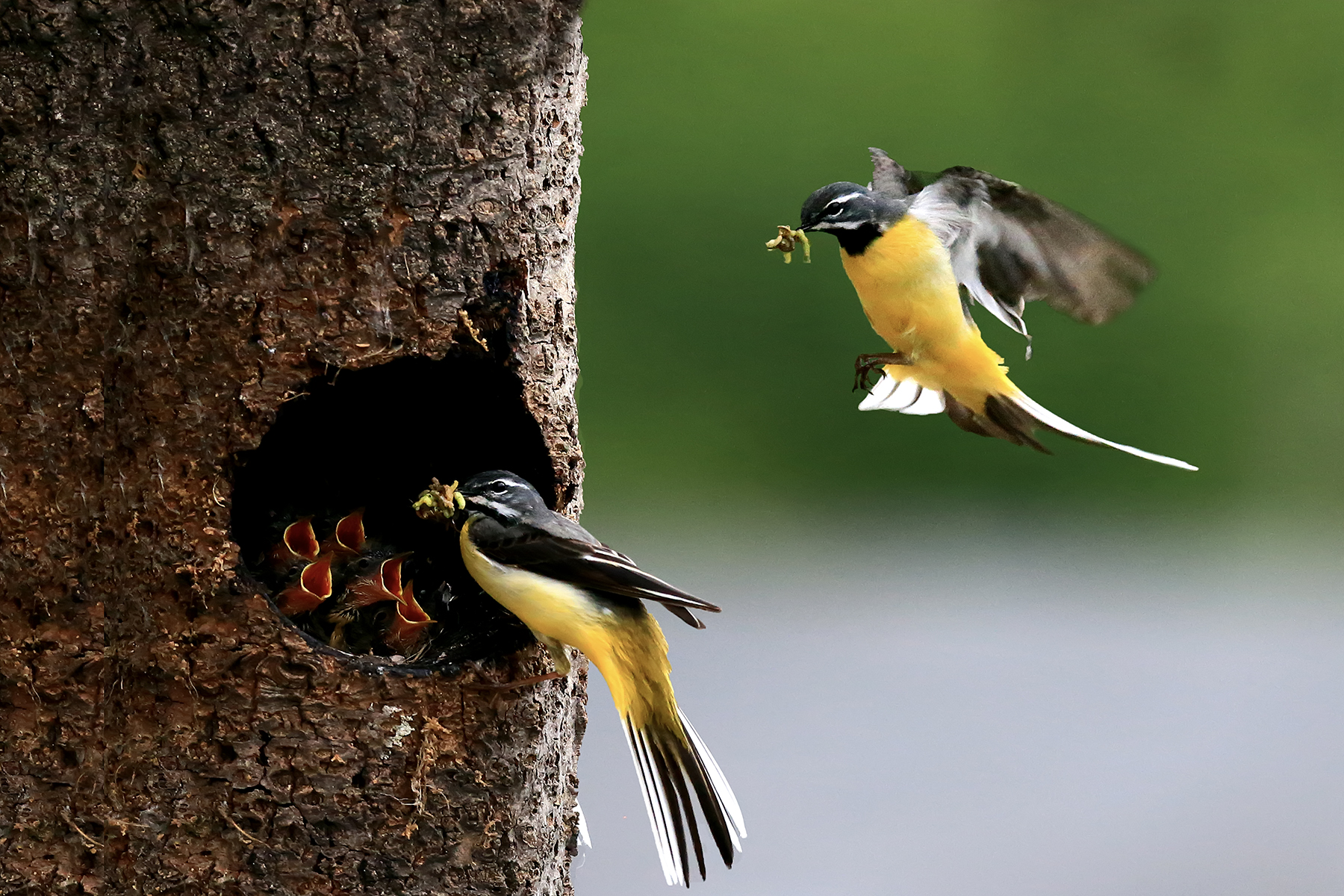 PHOTO BY ChoiJunqSeop | Canon EOS-1D X Mark II | 2024:07:09 14:46:09 | ISO-800 | 1/800 sec | f 6.3 | 300 mm | EV=0 | ● WIDTH:1800 pixels  HEIGHT:1200 pixels