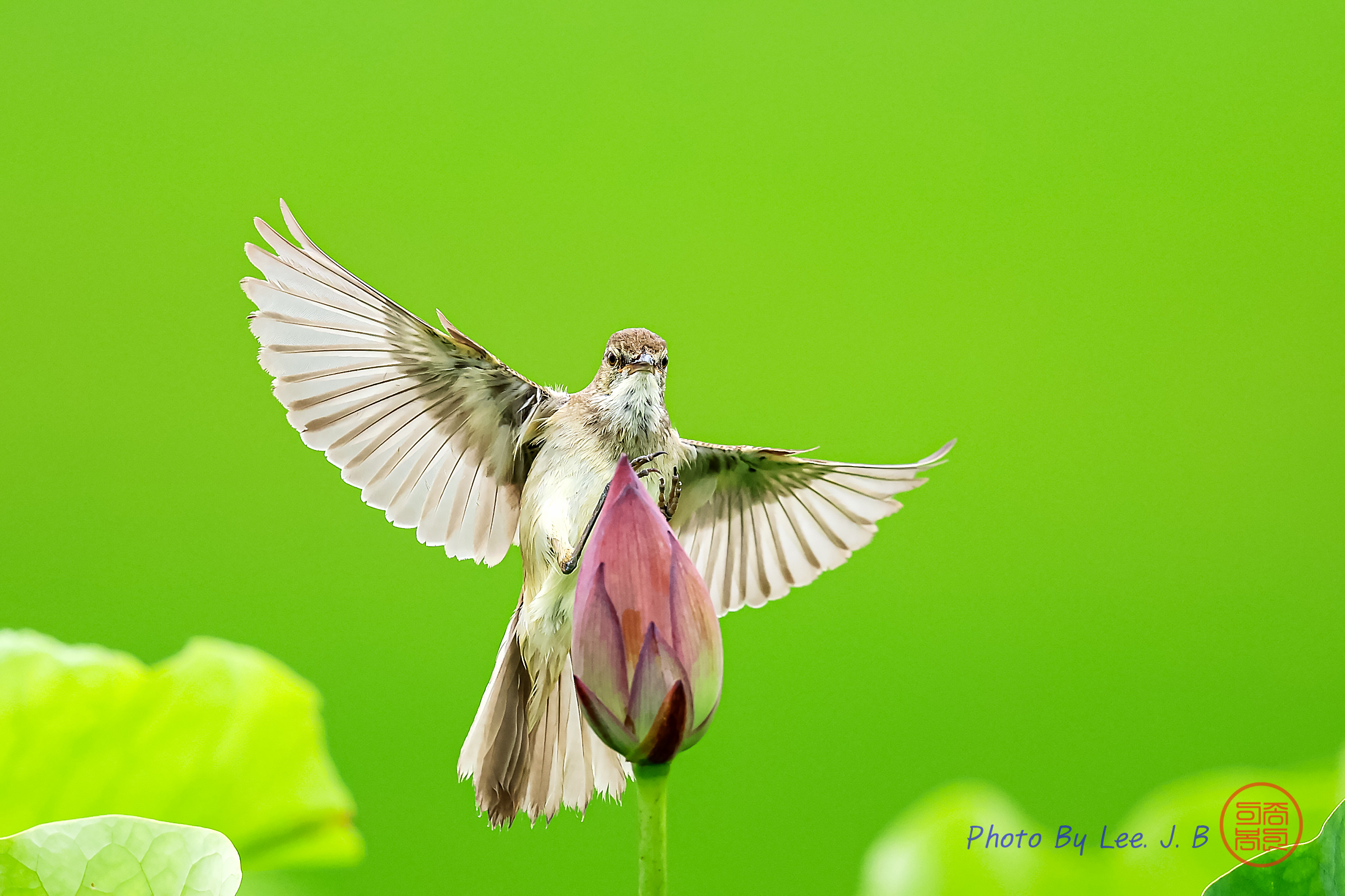 PHOTO BY  | Canon EOS R3 | 2024:06:23 14:18:23 | ISO-1600 | 1/4000 sec | f 5.6 | 840 mm | EV=0 | ● WIDTH:2891 pixels  HEIGHT:1926 pixels