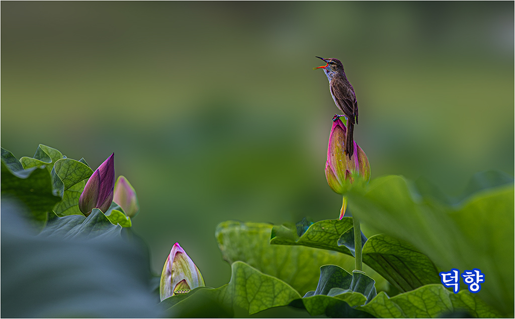 PHOTO BY SSJU | Canon EOS 5D Mark IV | 2024:07:13 15:23:19 | ISO-100 | 1/40 sec | f 13 | 400 mm | EV=0 | ● WIDTH:1024 pixels  HEIGHT:634 pixels