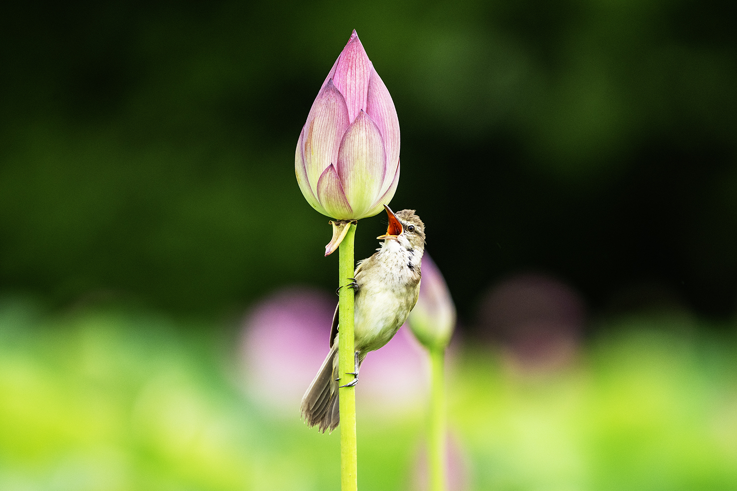 PHOTO BY KWON BYUNG JIN | NIKON Z 8 | 2024:07:02 11:10:26 | ISO-640 | 1/400 sec | f 6.3 | 600 mm | EV=0 | ● WIDTH:1500 pixels  HEIGHT:1000 pixels