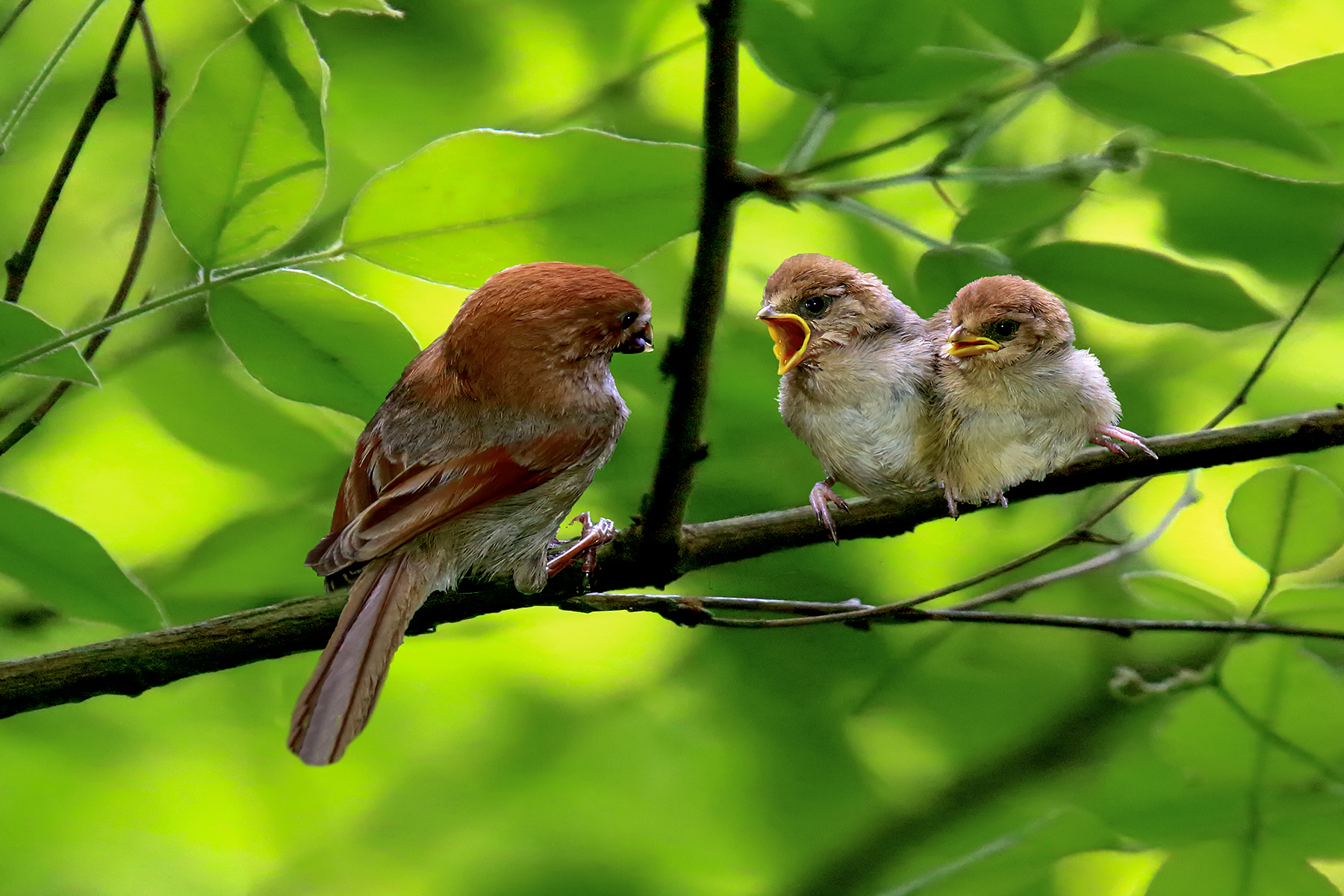 PHOTO BY ChoiJunqSeop | Canon EOS-1D X Mark II | 2024:07:09 14:46:09 | ISO-800 | 1/800 sec | f 6.3 | 300 mm | EV=0 | ● WIDTH:1800 pixels  HEIGHT:1200 pixels