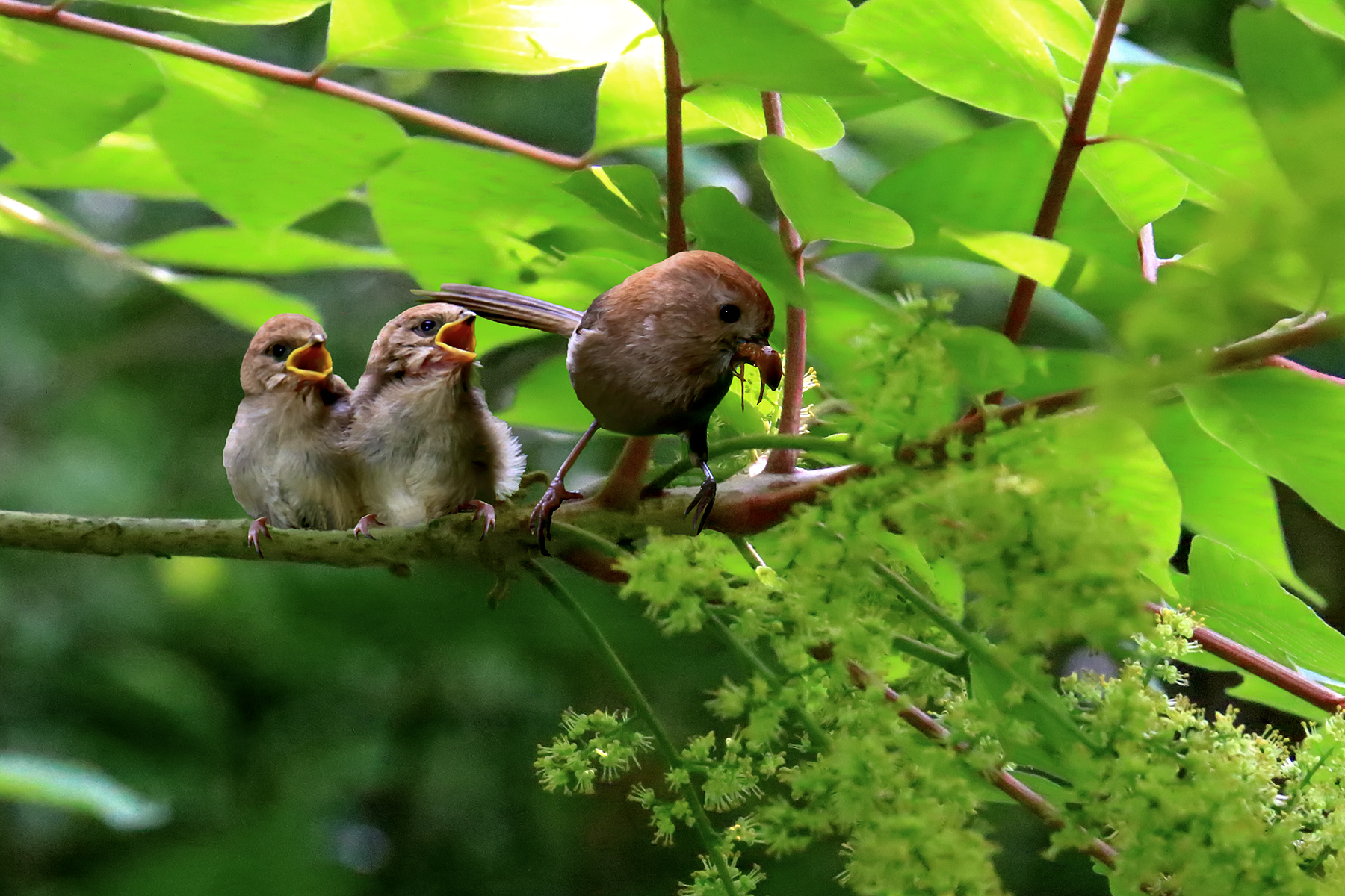 PHOTO BY ChoiJunqSeop | Canon EOS-1D X Mark II | 2024:07:09 14:46:09 | ISO-800 | 1/800 sec | f 6.3 | 300 mm | EV=0 | ● WIDTH:1800 pixels  HEIGHT:1200 pixels