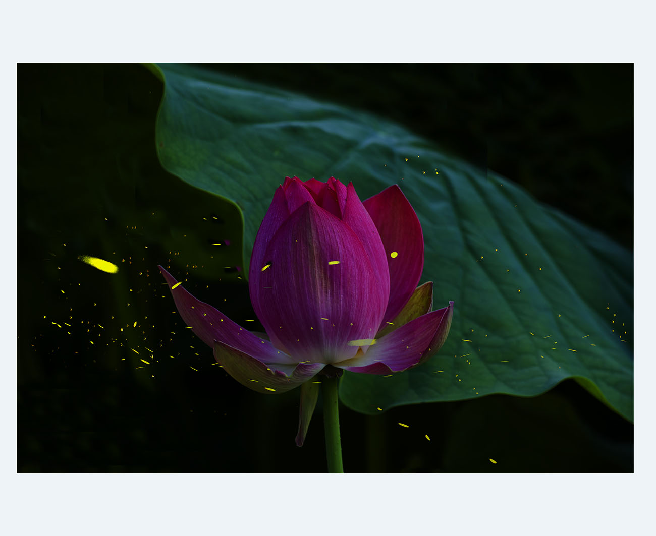 PHOTO BY SEHUI_OK | NIKON D850 | 2024:06:21 06:30:23 | ISO-400 | 1/40 sec | f 8 | 200 mm | EV=0 | ● WIDTH:1300 pixels  HEIGHT:1063 pixels