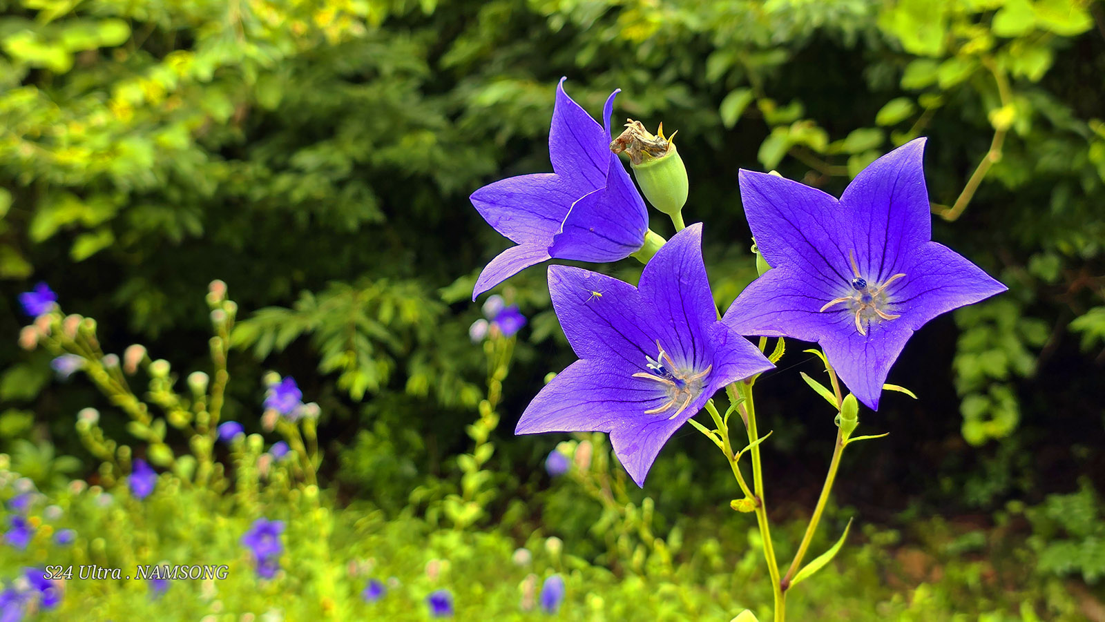 PHOTO BY  | Galaxy S24 Ultra | 2024:07:14 11:22:02 | ISO-12 | 1/134 sec | f 1.7 | 6.3 mm | EV=0 | ● WIDTH:1600 pixels  HEIGHT:901 pixels