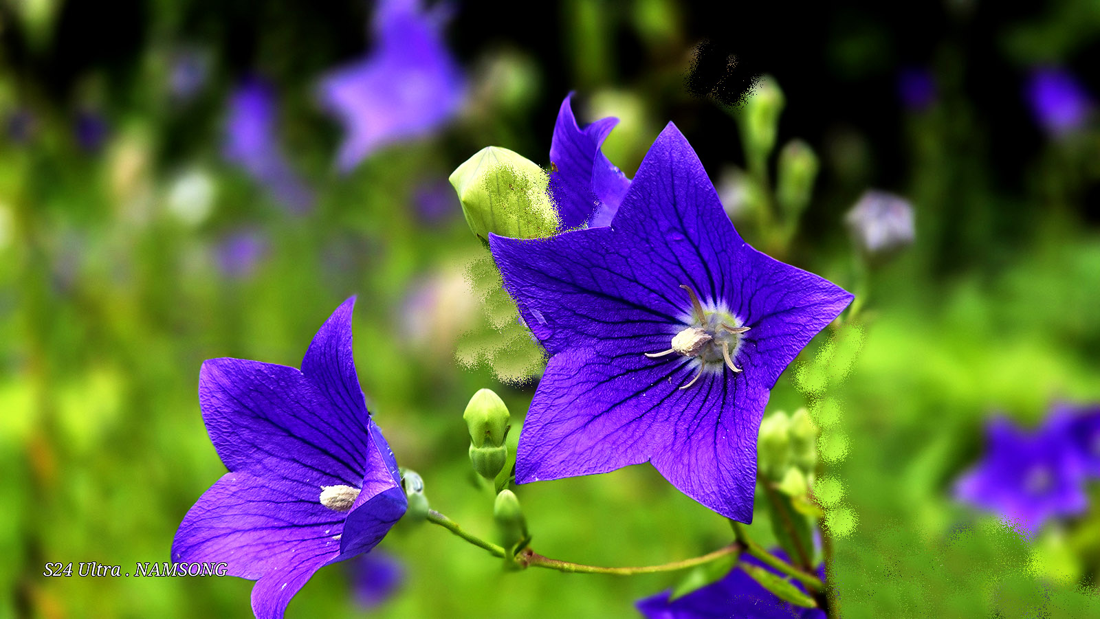 PHOTO BY  | Galaxy S24 Ultra | 2024:07:14 11:21:12 | ISO-50 | 1/652 sec | f 2.4 | 7.9 mm | EV=0 | ● WIDTH:1600 pixels  HEIGHT:901 pixels