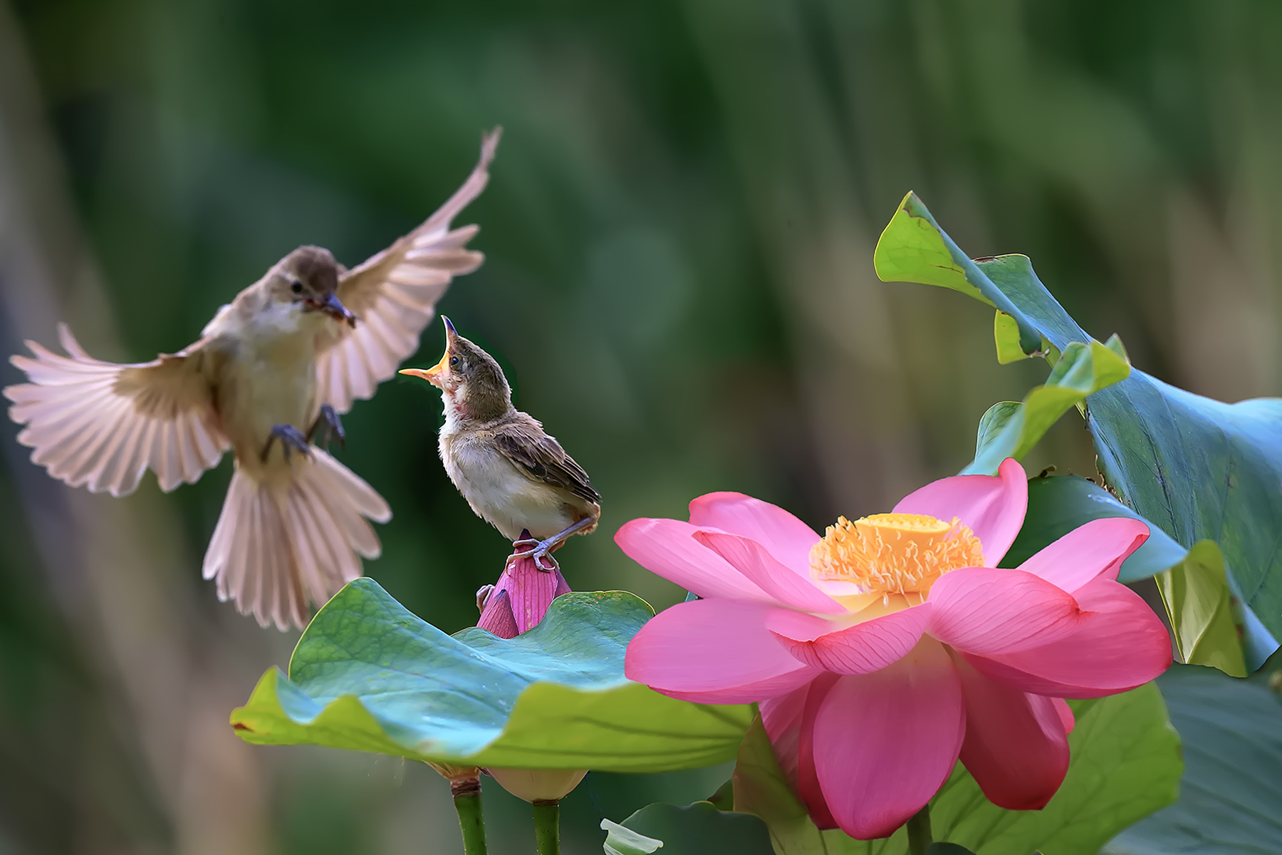 PHOTO BY ChoiJunqSeop | Canon EOS-1D X Mark II | 2024:07:09 14:46:10 | ISO-800 | 1/800 sec | f 6.3 | 300 mm | EV=0 | ● WIDTH:1800 pixels  HEIGHT:1200 pixels