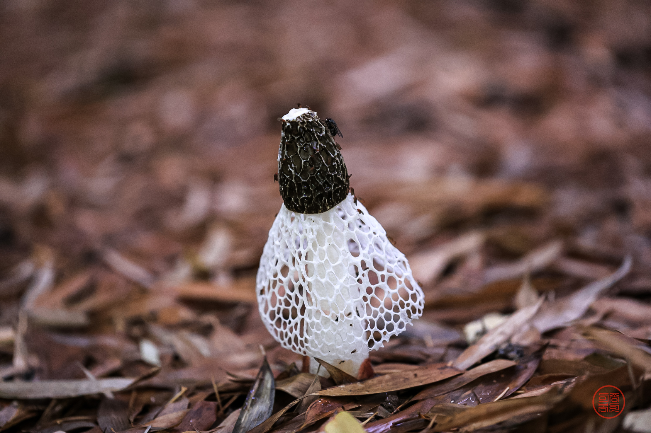 PHOTO BY  | Canon EOS 5D Mark IV | 2024:06:24 08:31:42 | ISO-1600 | 1/13 sec | f 2.8 | 100 mm | EV=1 | ● WIDTH:2220 pixels  HEIGHT:1478 pixels