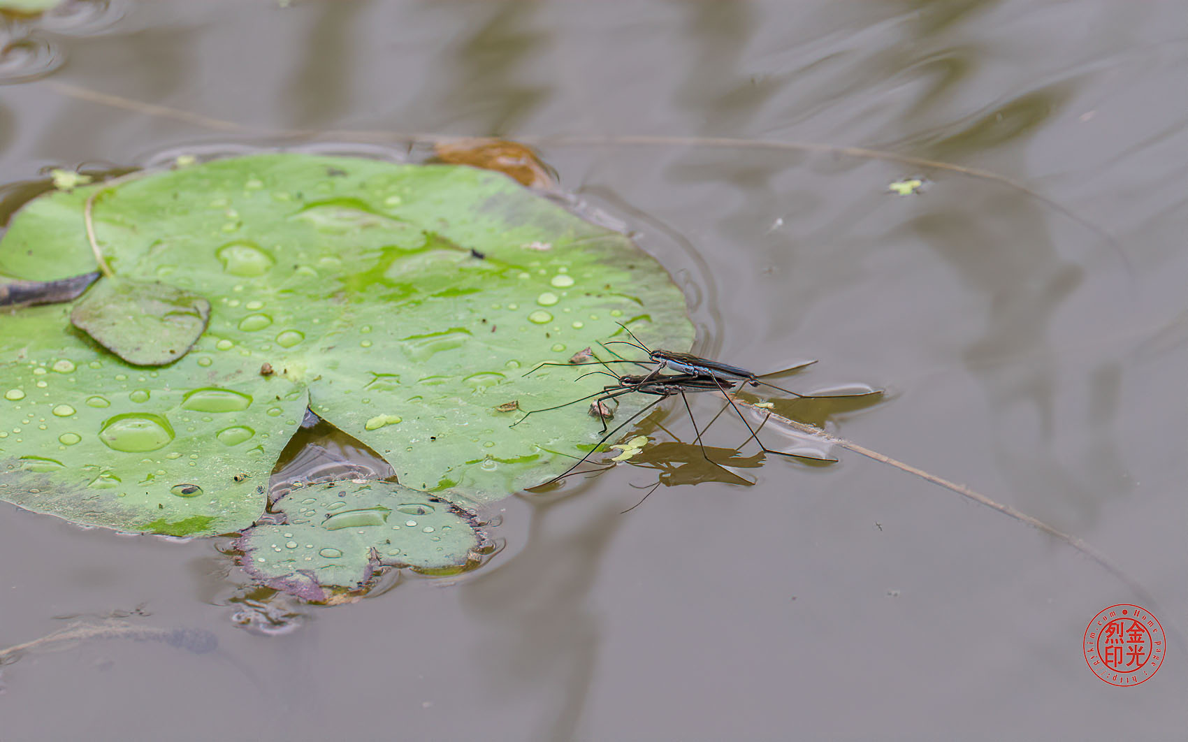 PHOTO BY KKY_CWANG_YEOL | NIKON Z 8 | 2024:07:16 06:24:08 | ISO-500 | 1/160 sec | f 9 | 250 mm | EV=0 | ● WIDTH:1700 pixels  HEIGHT:1062 pixels