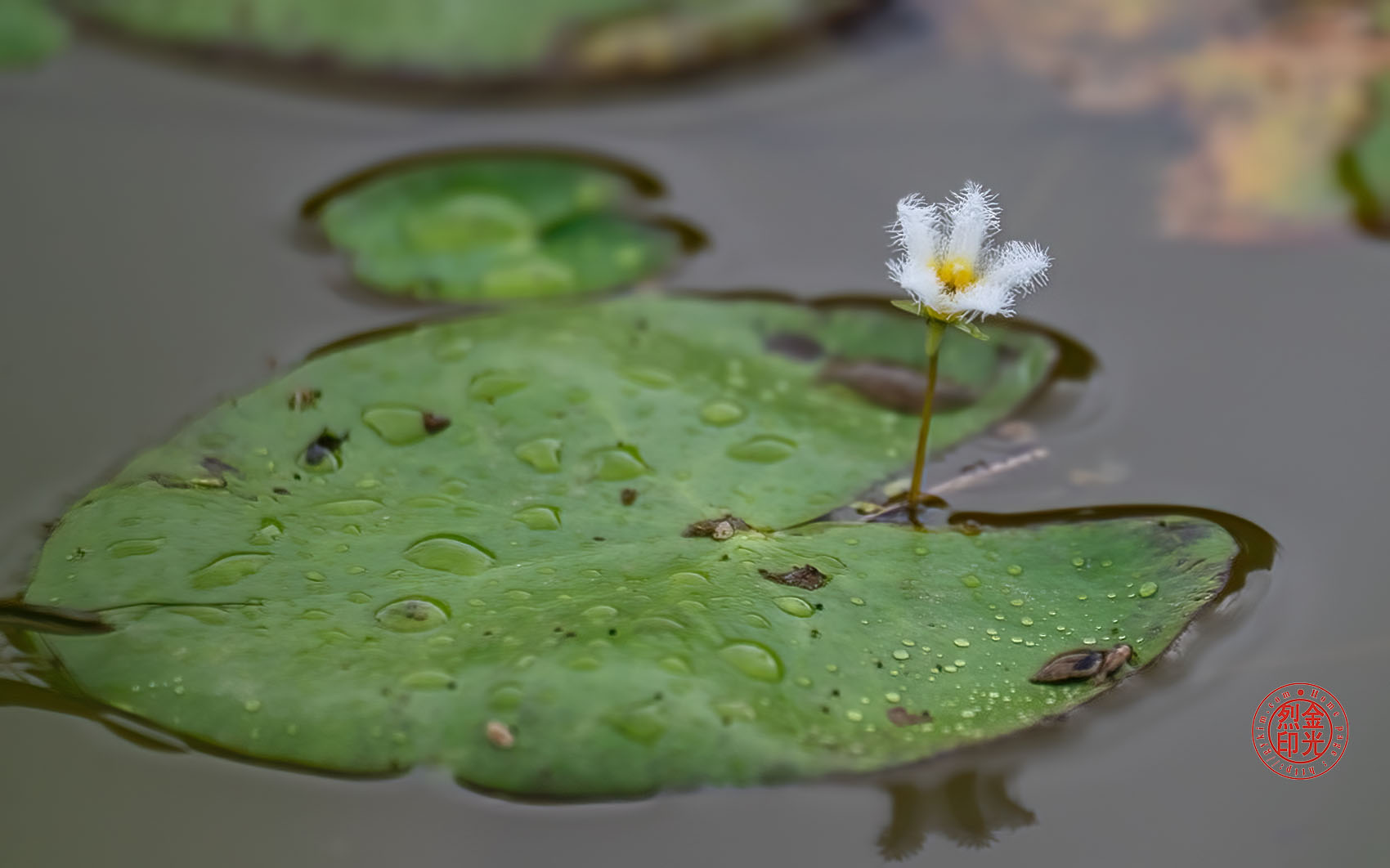 PHOTO BY KKY_CWANG_YEOL | NIKON Z 8 | 2024:07:16 08:13:33 | ISO-500 | 1/1250 sec | f 5.6 | 400 mm | EV=0 | ● WIDTH:1700 pixels  HEIGHT:1062 pixels