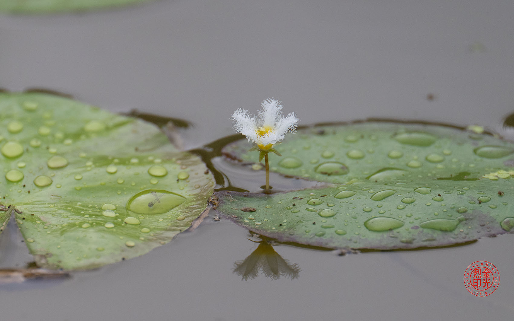 PHOTO BY KKY_CWANG_YEOL | NIKON Z 8 | 2024:07:16 08:14:21 | ISO-500 | 1/2000 sec | f 5.6 | 400 mm | EV=0 | ● WIDTH:1700 pixels  HEIGHT:1063 pixels