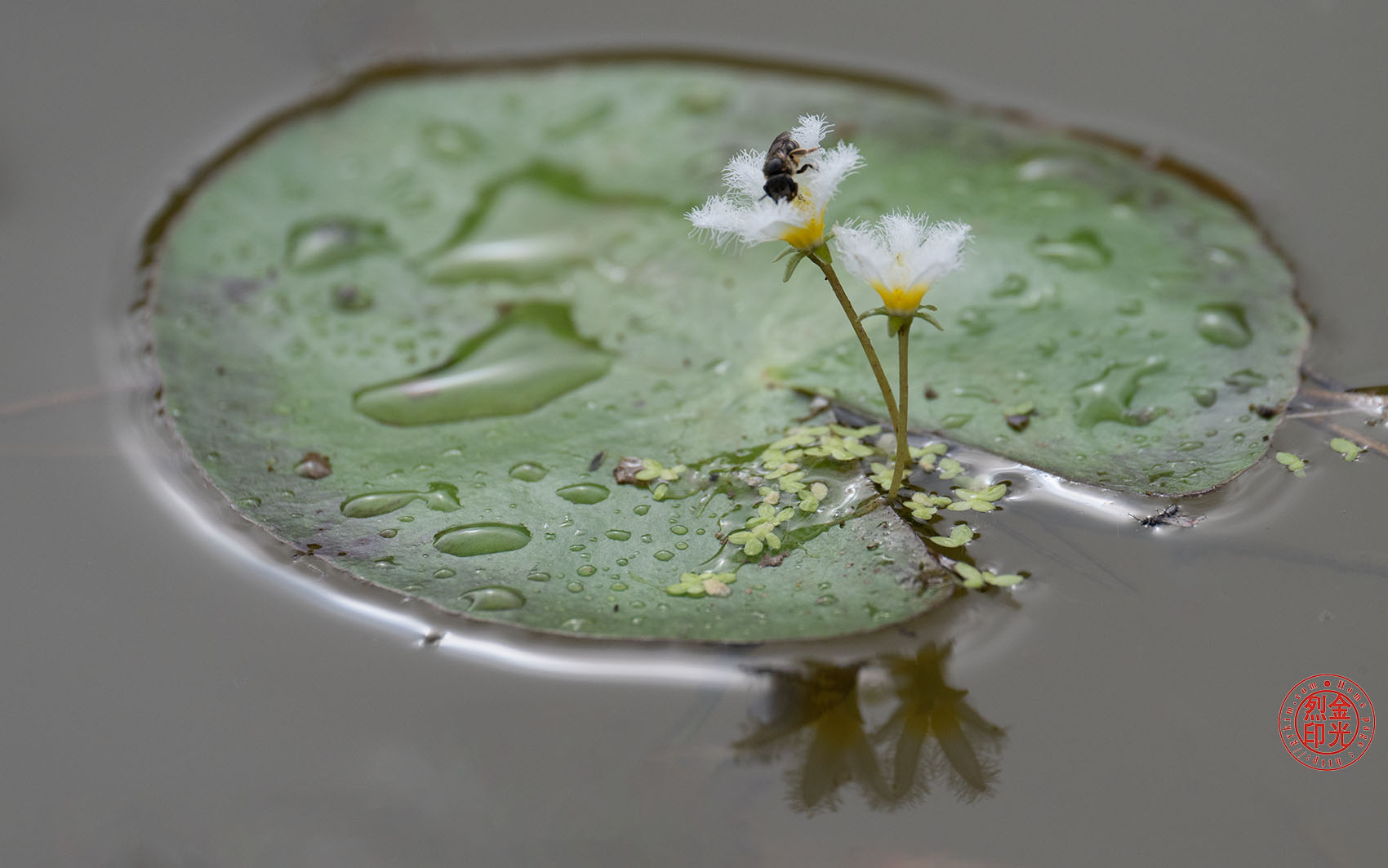 PHOTO BY KKY_CWANG_YEOL | NIKON Z 8 | 2024:07:16 08:20:47 | ISO-500 | 1/2500 sec | f 5.6 | 360 mm | EV=0 | ● WIDTH:1700 pixels  HEIGHT:1063 pixels