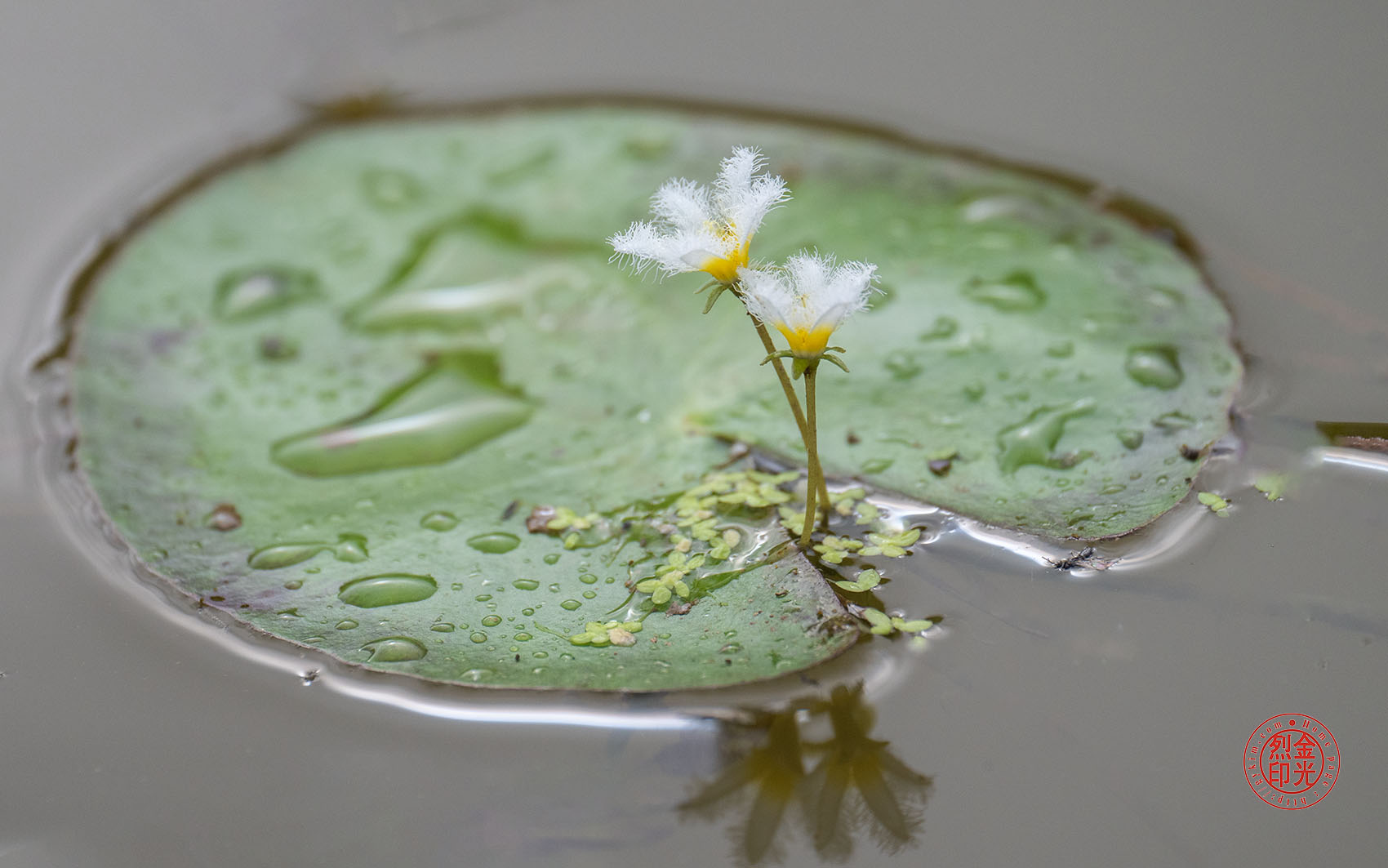 PHOTO BY KKY_CWANG_YEOL | NIKON Z 8 | 2024:07:16 08:21:21 | ISO-500 | 1/2500 sec | f 5.6 | 400 mm | EV=0 | ● WIDTH:1700 pixels  HEIGHT:1063 pixels