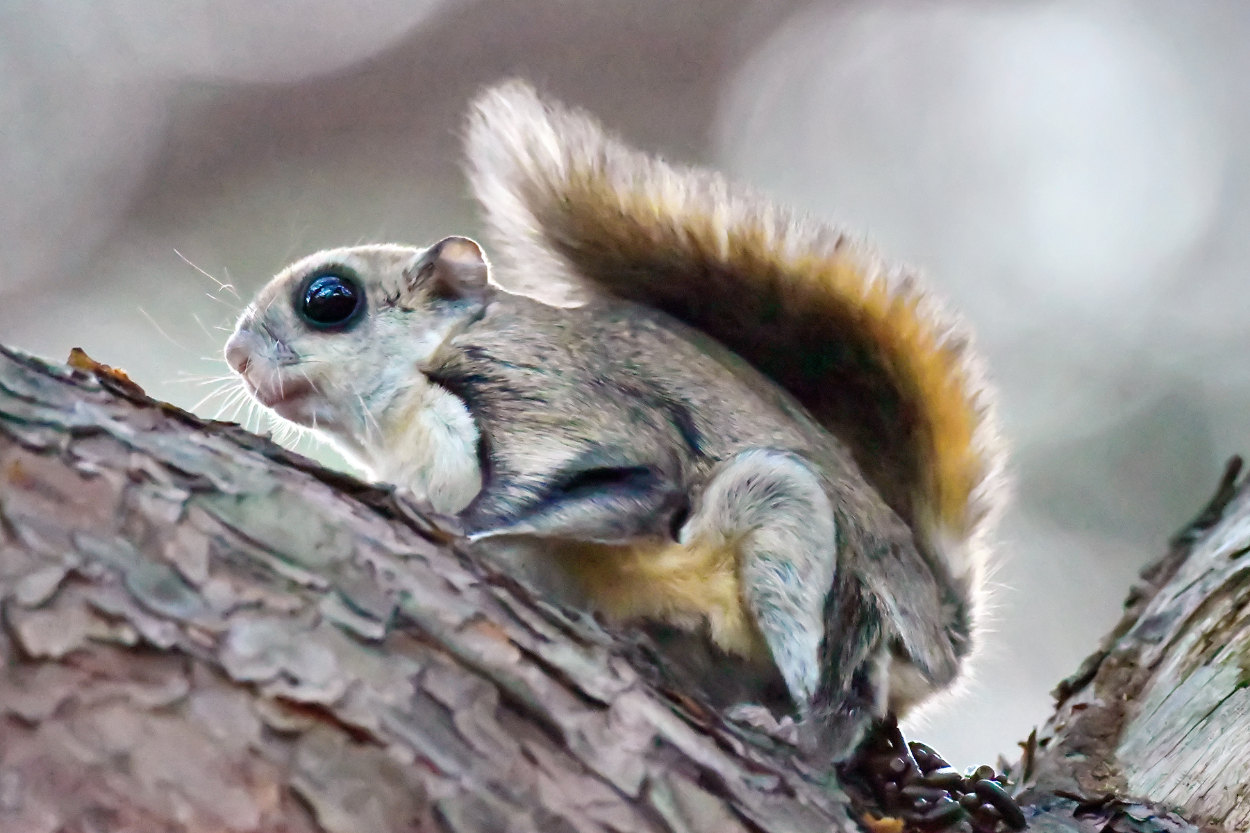 PHOTO BY ChoiJunqSeop | Canon EOS-1D X Mark II | 2024:07:09 14:46:09 | ISO-800 | 1/800 sec | f 6.3 | 300 mm | EV=0 | ● WIDTH:1800 pixels  HEIGHT:1200 pixels