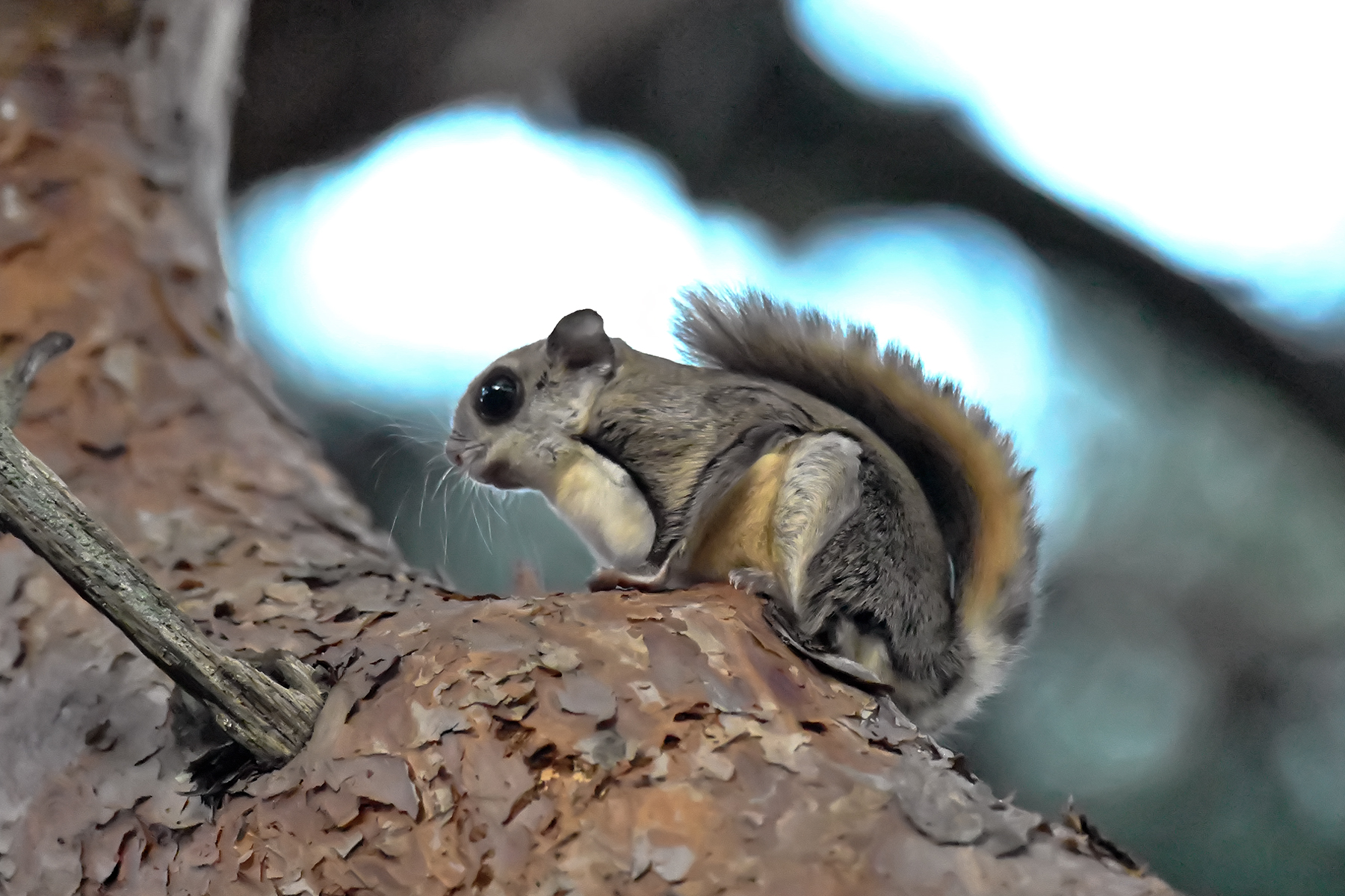 PHOTO BY ChoiJunqSeop | Canon EOS-1D X Mark II | 2024:07:09 14:46:09 | ISO-800 | 1/800 sec | f 6.3 | 300 mm | EV=0 | ● WIDTH:1800 pixels  HEIGHT:1200 pixels